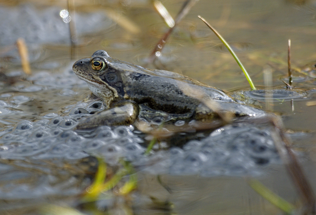 Common frog with frogspawn in a pond