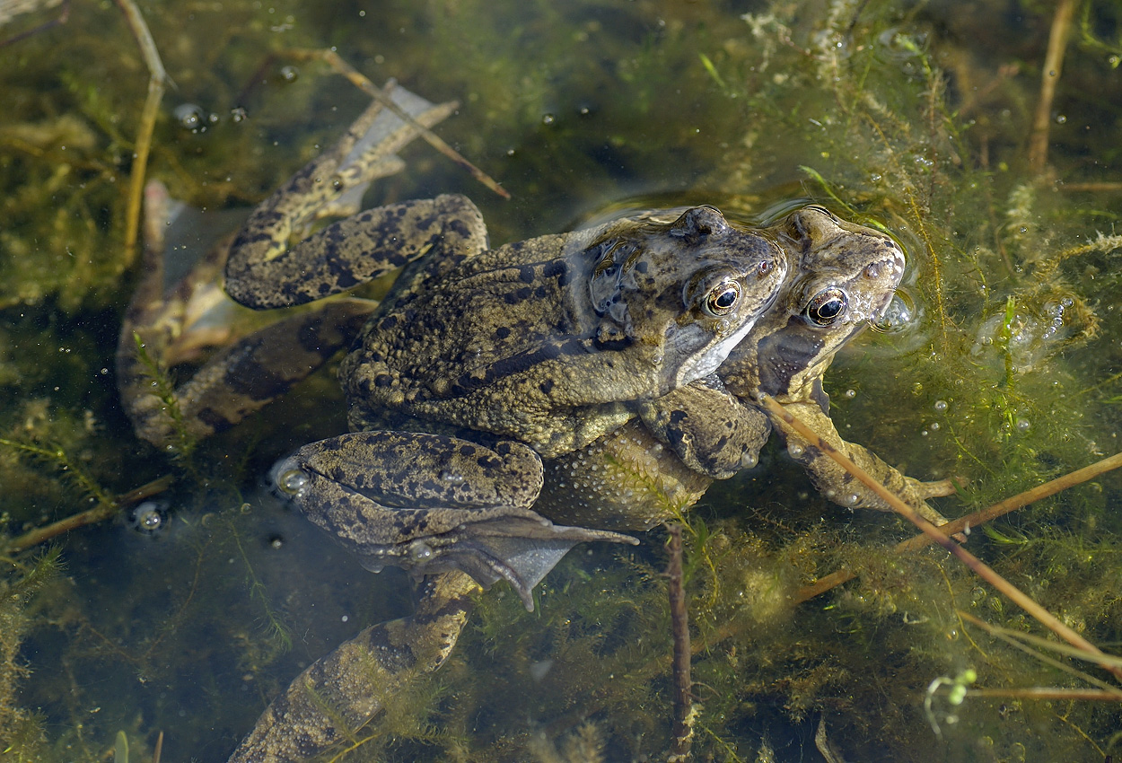 Frogs spawning