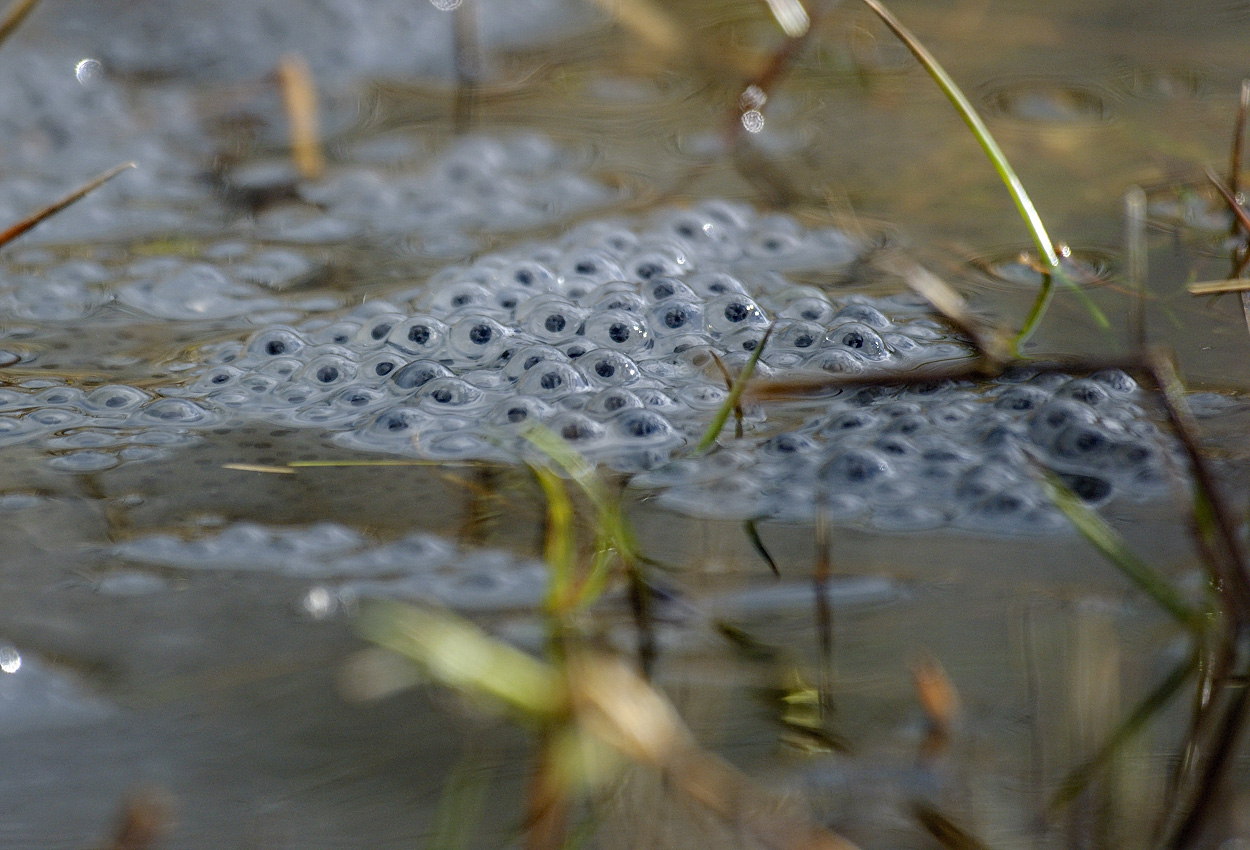 Frogspawn