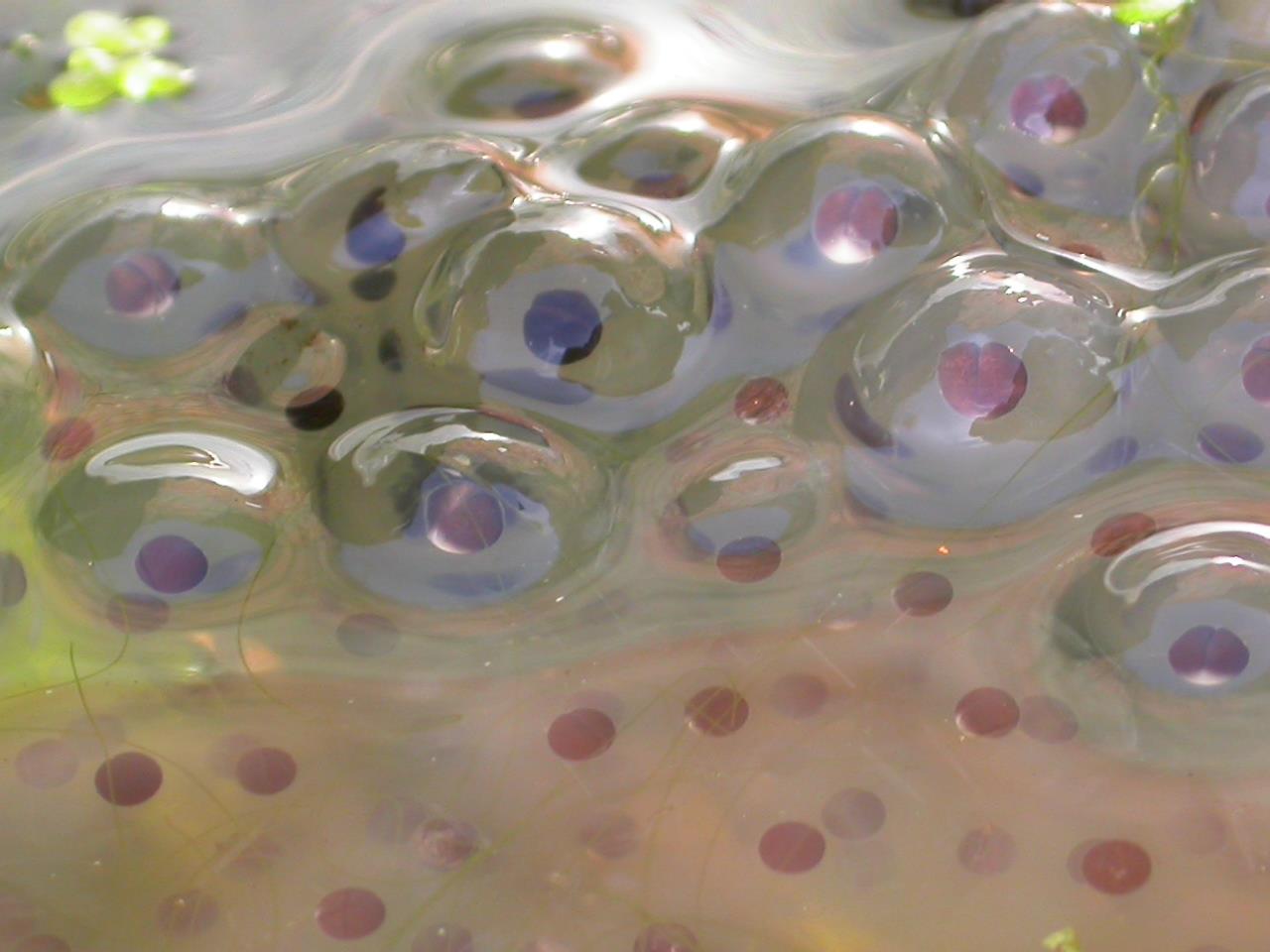 Frogspawn