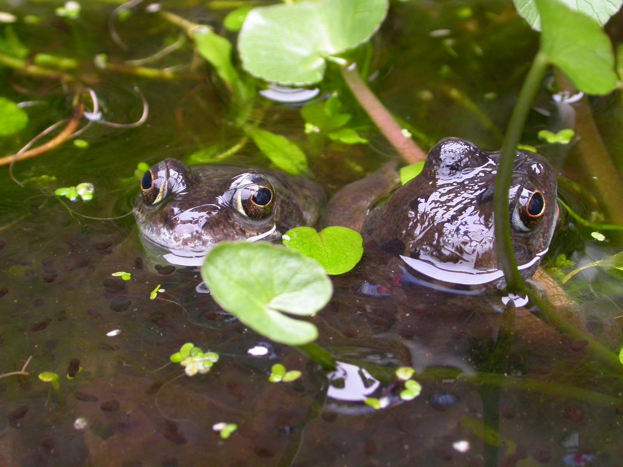 Two frogs and spawn