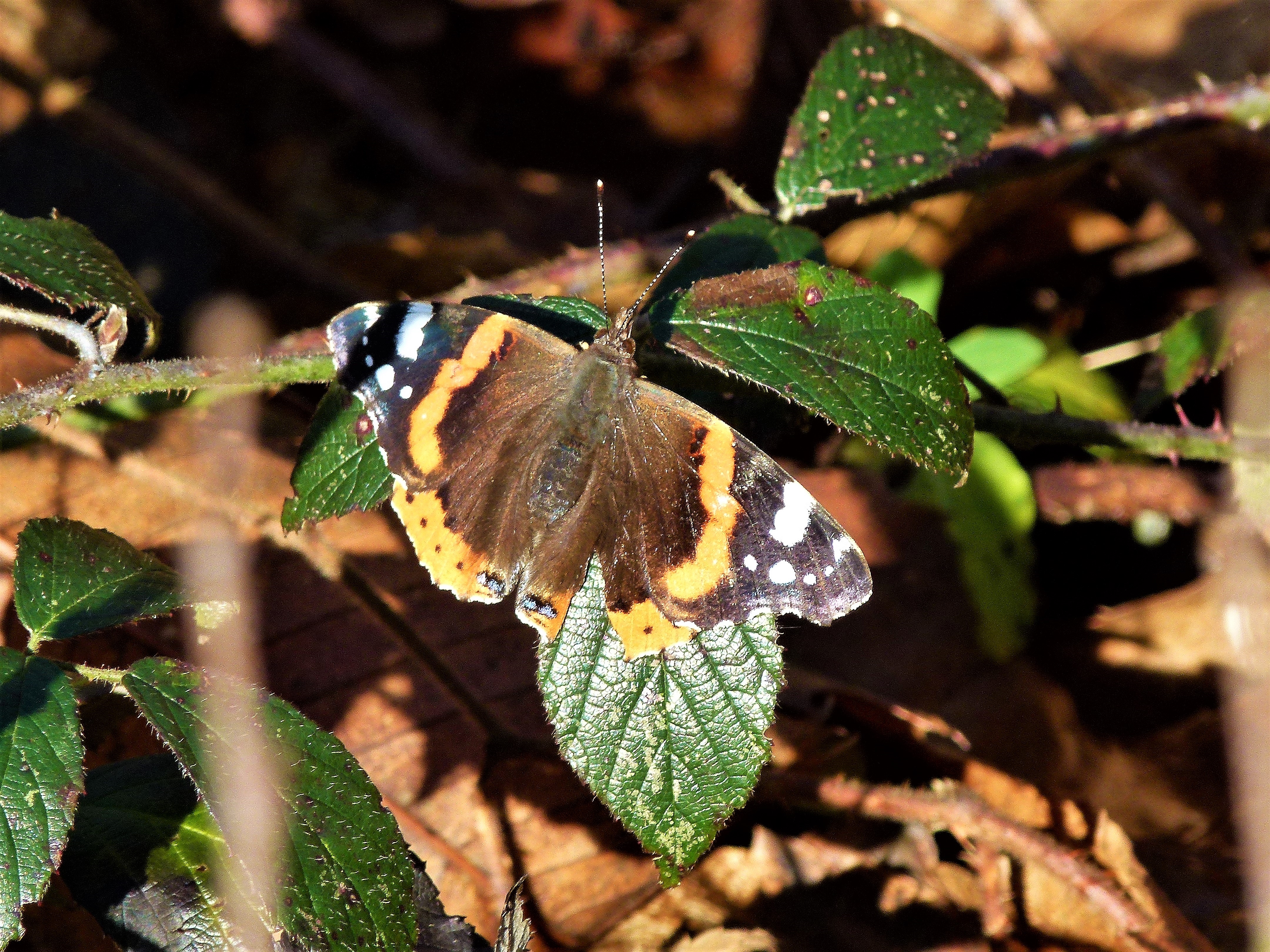 Red admiral