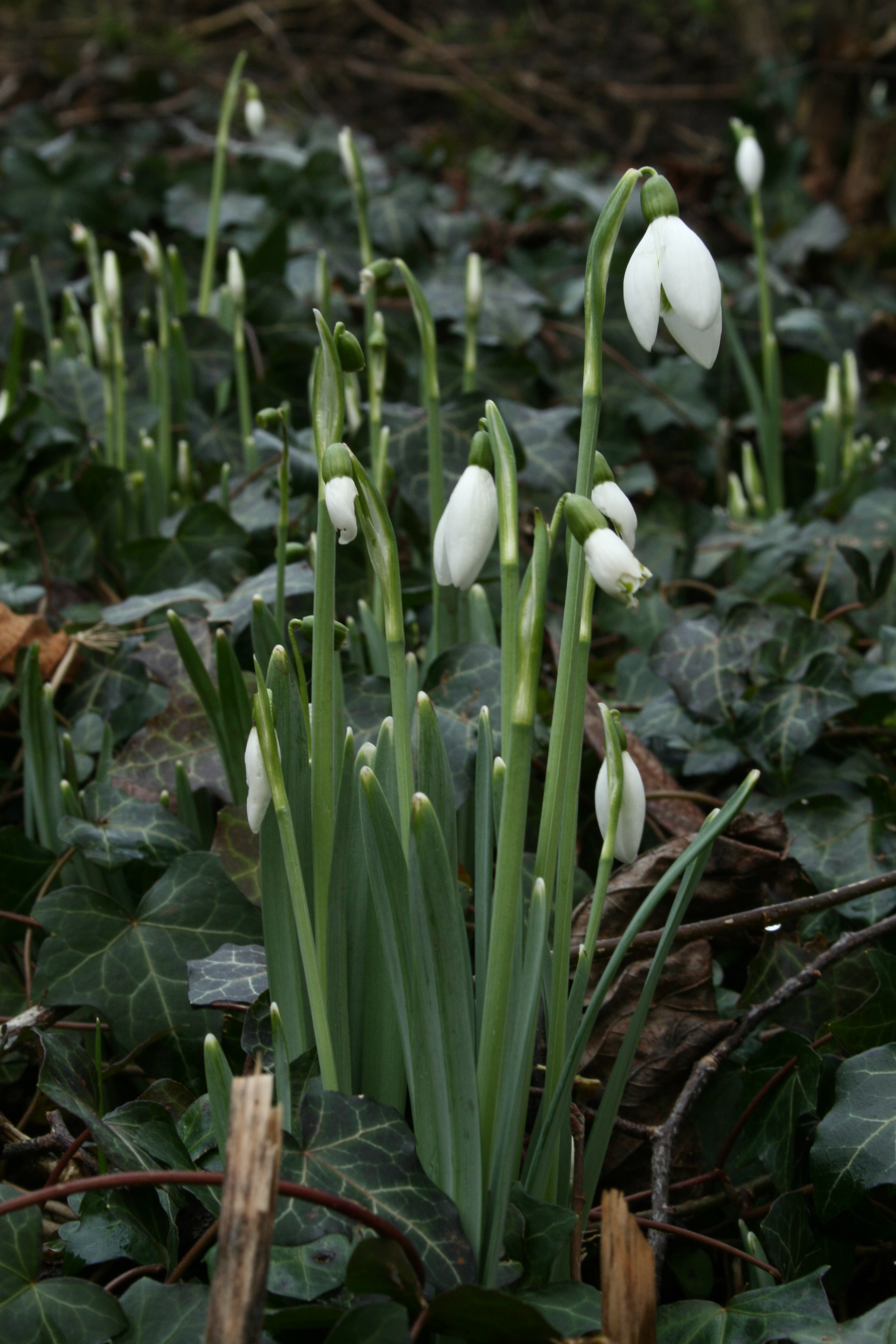 Snowdrops