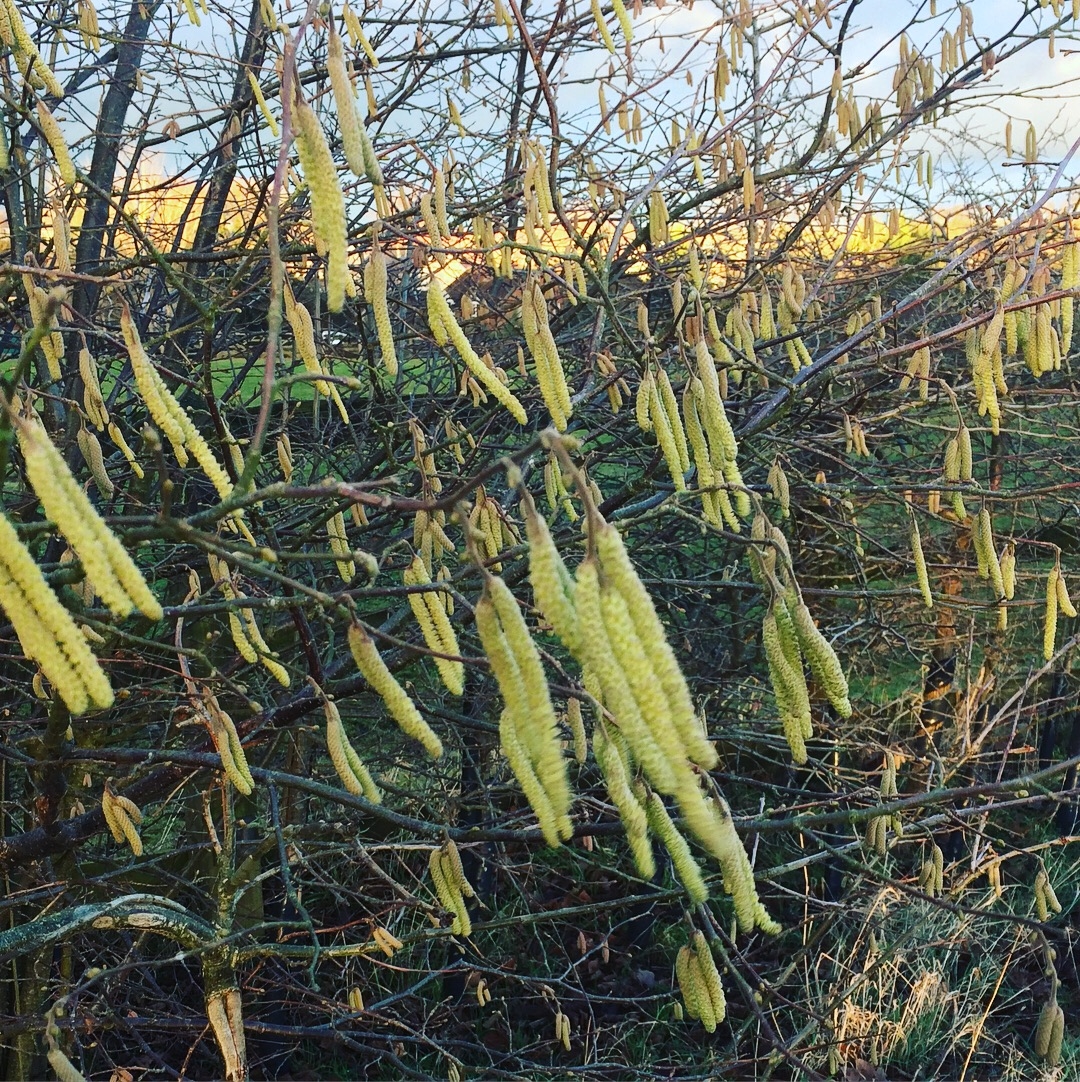 Hazel catkins