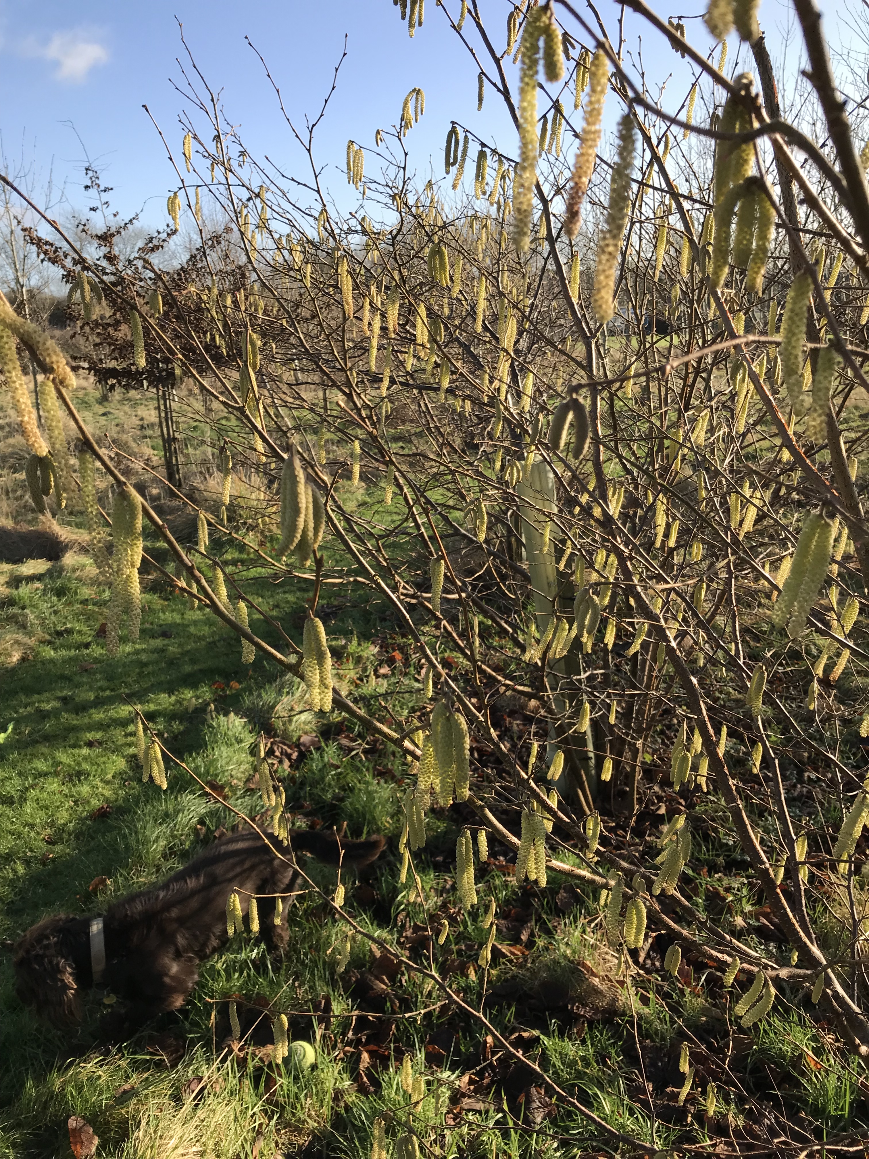 Hazel catkins