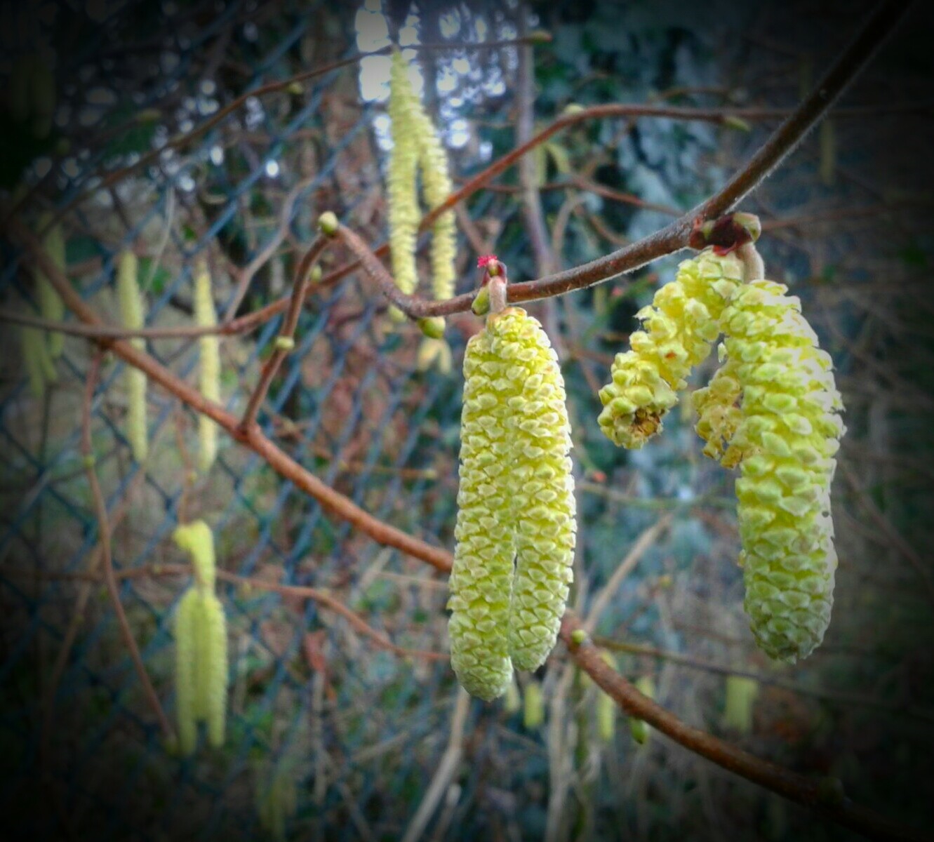 Hazel catkin