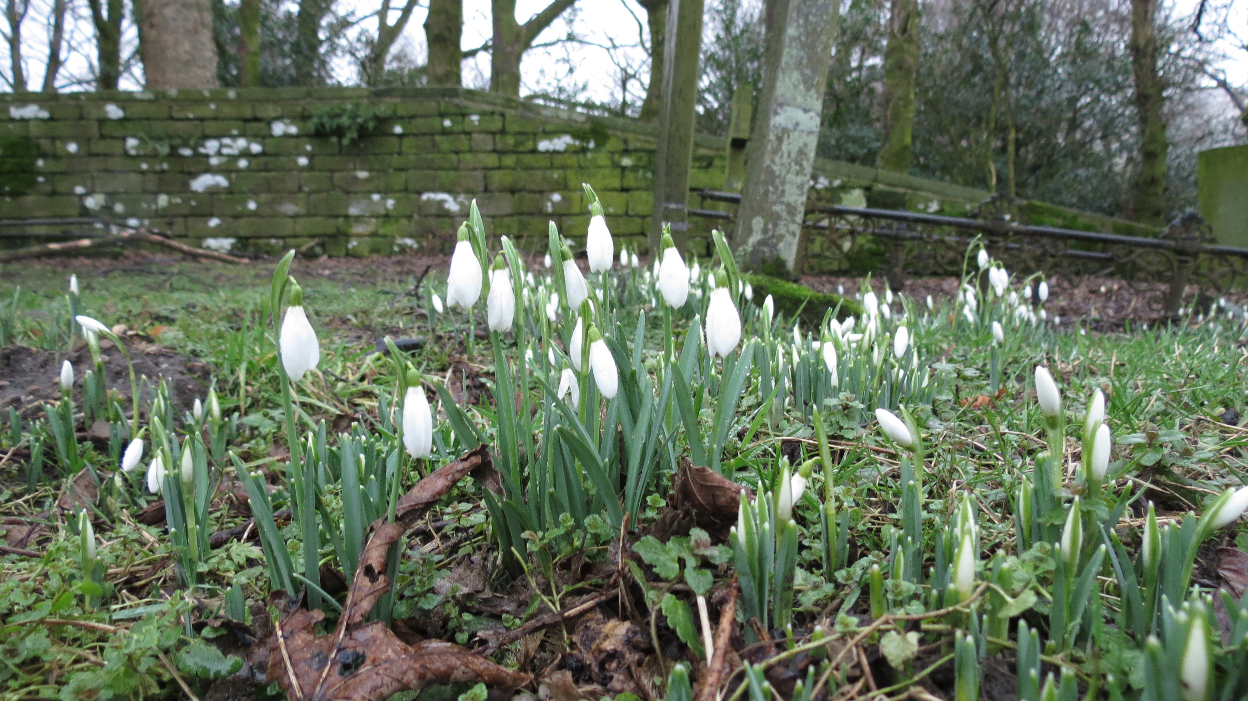Snowdrops