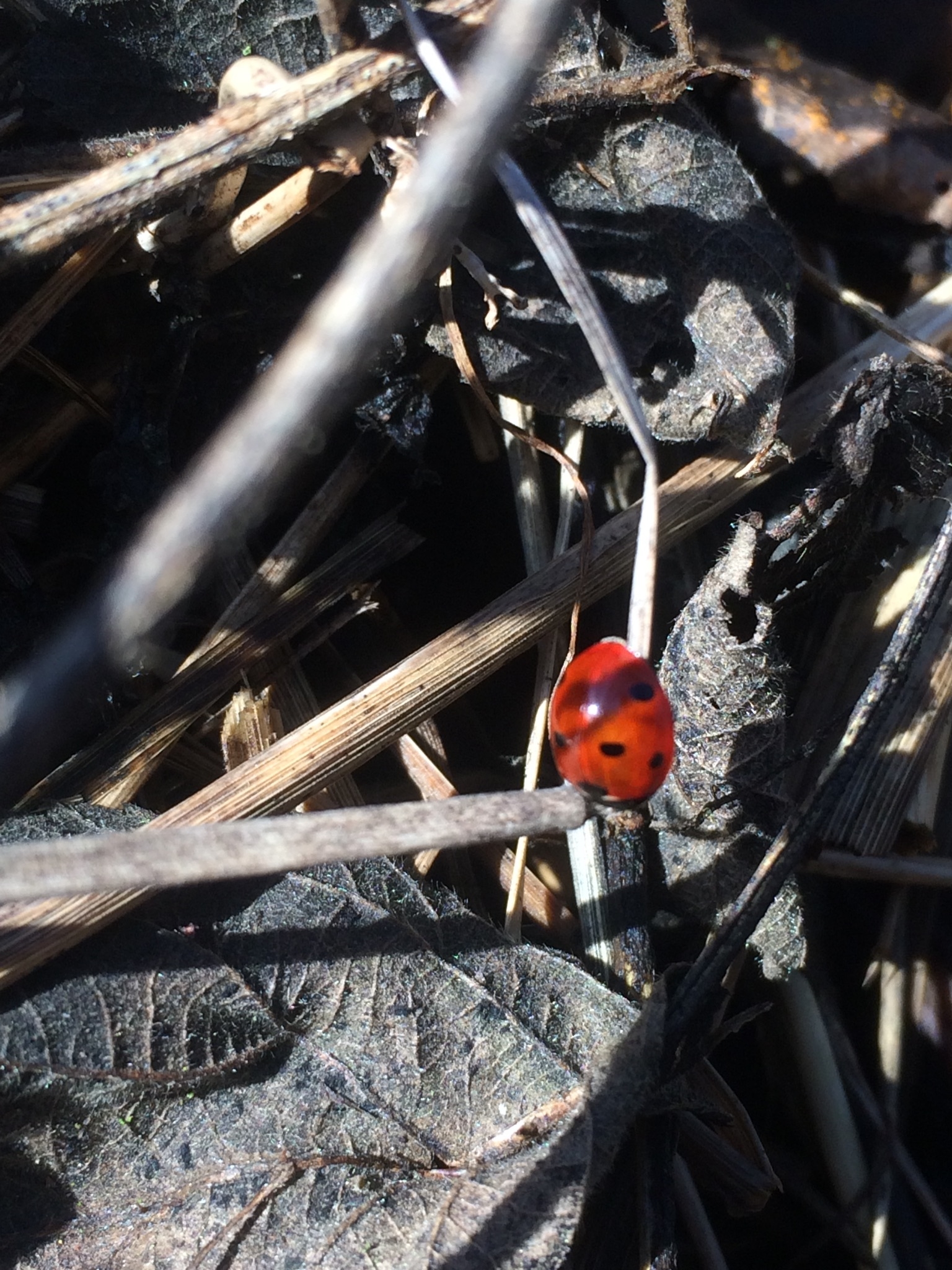 7 spot ladybird