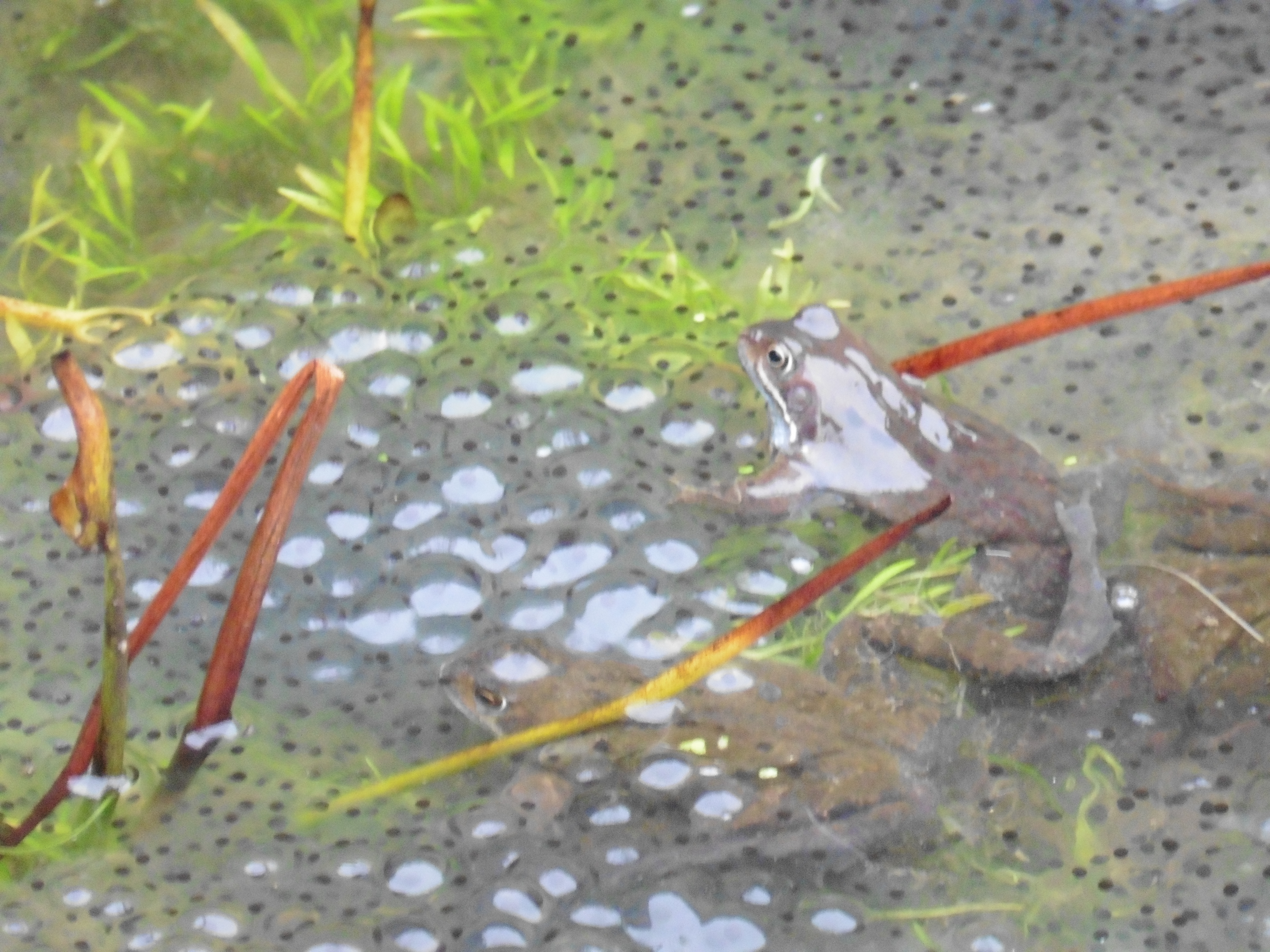 Common frog with frogspawn in a pond