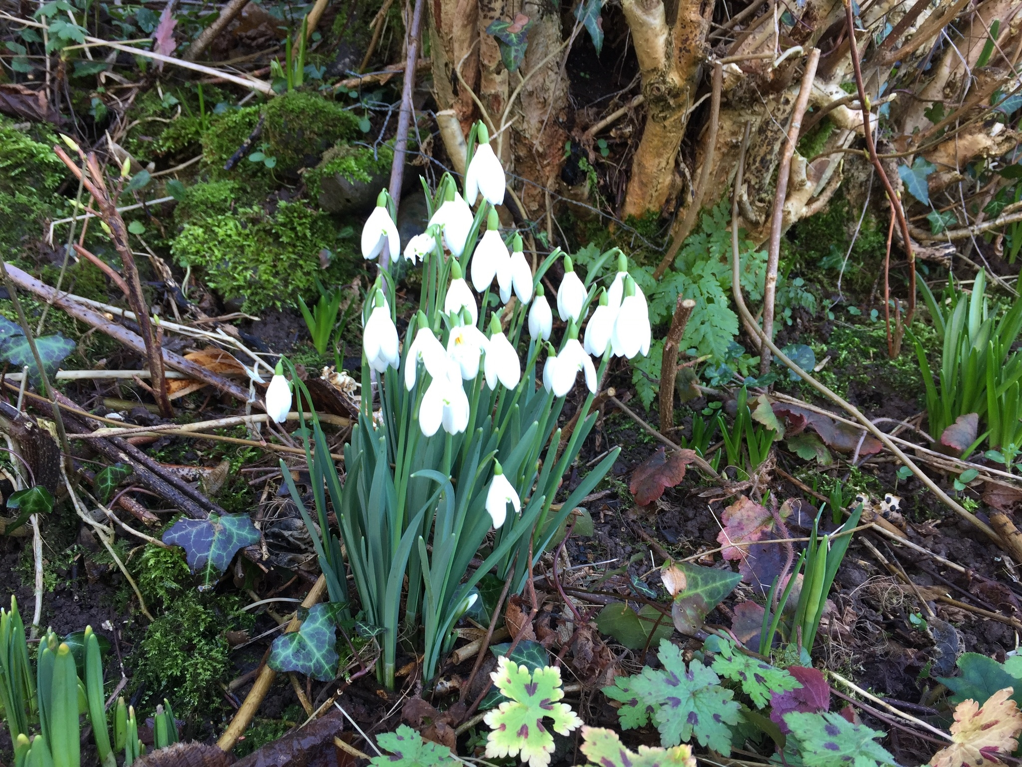 Snowdrops