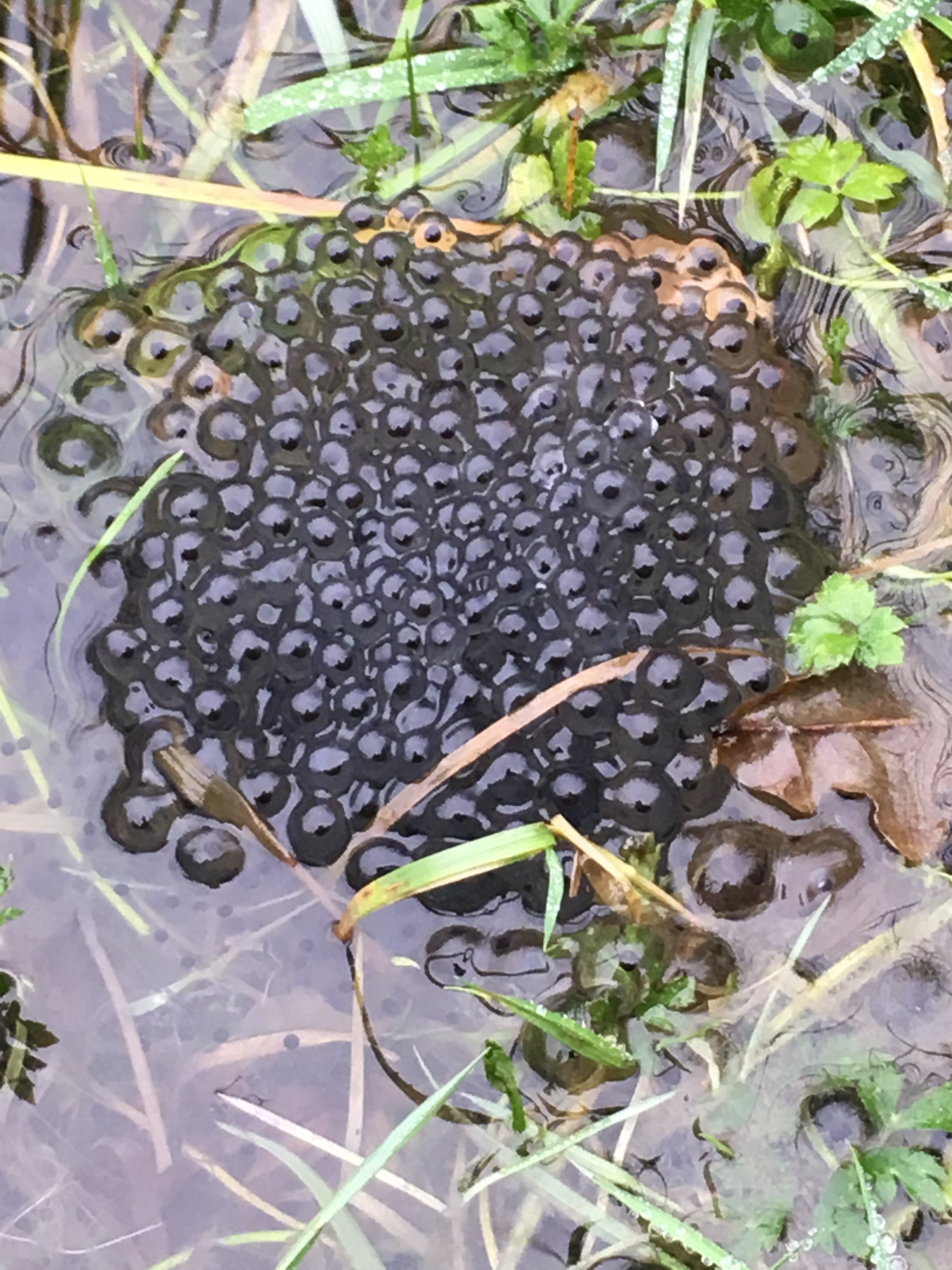 Frogspawn