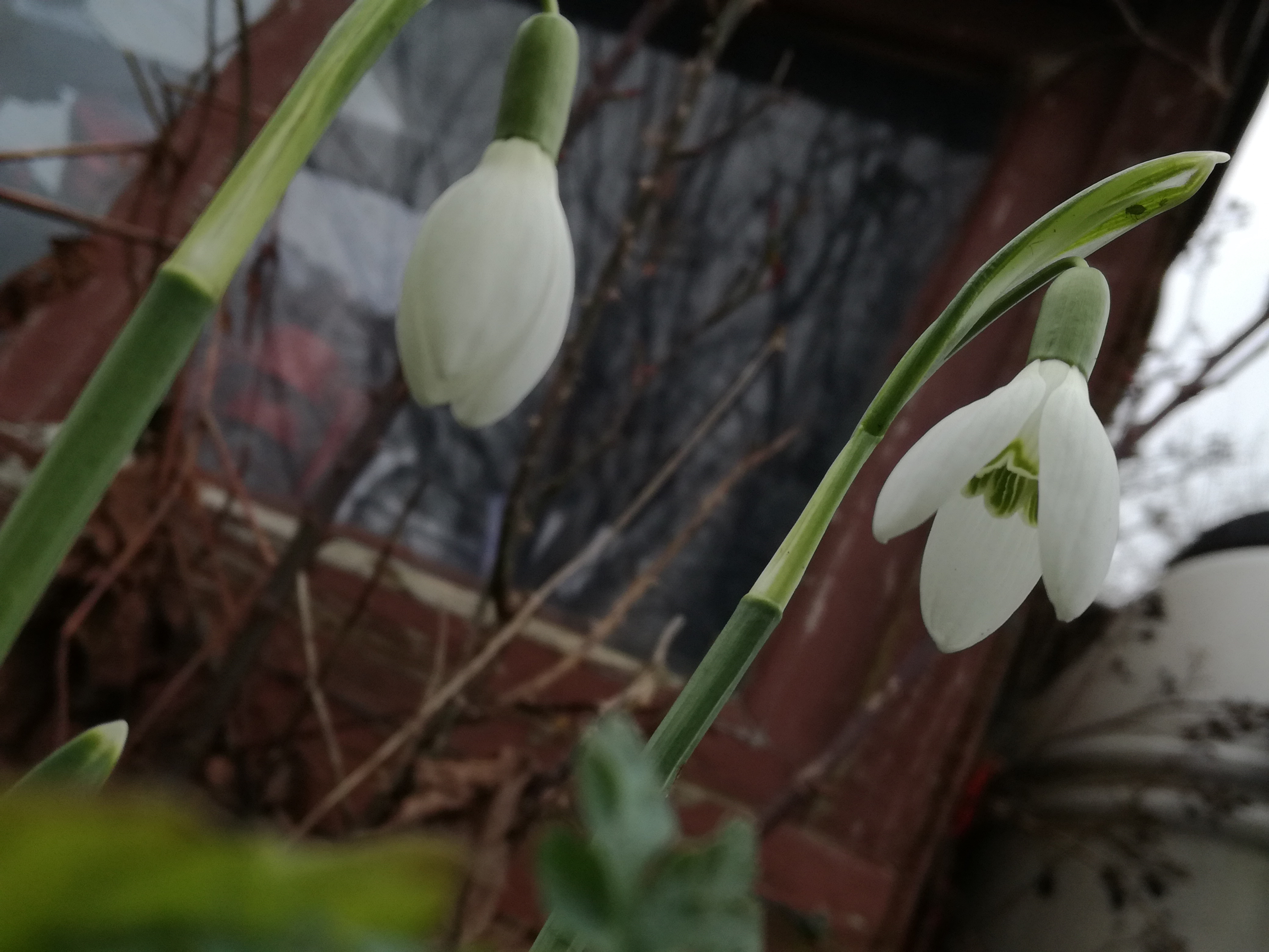 Snowdrops
