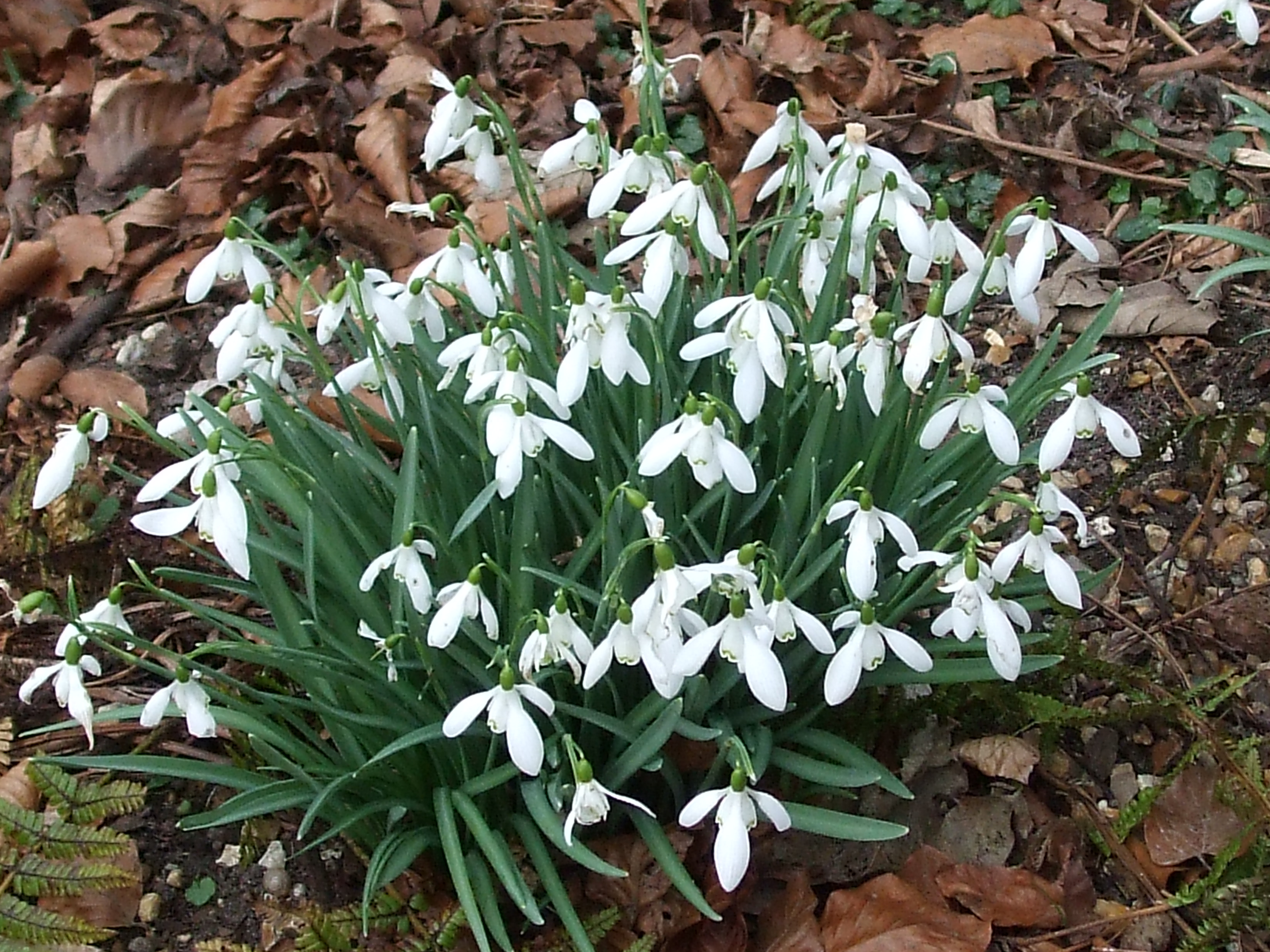 snowdrops
