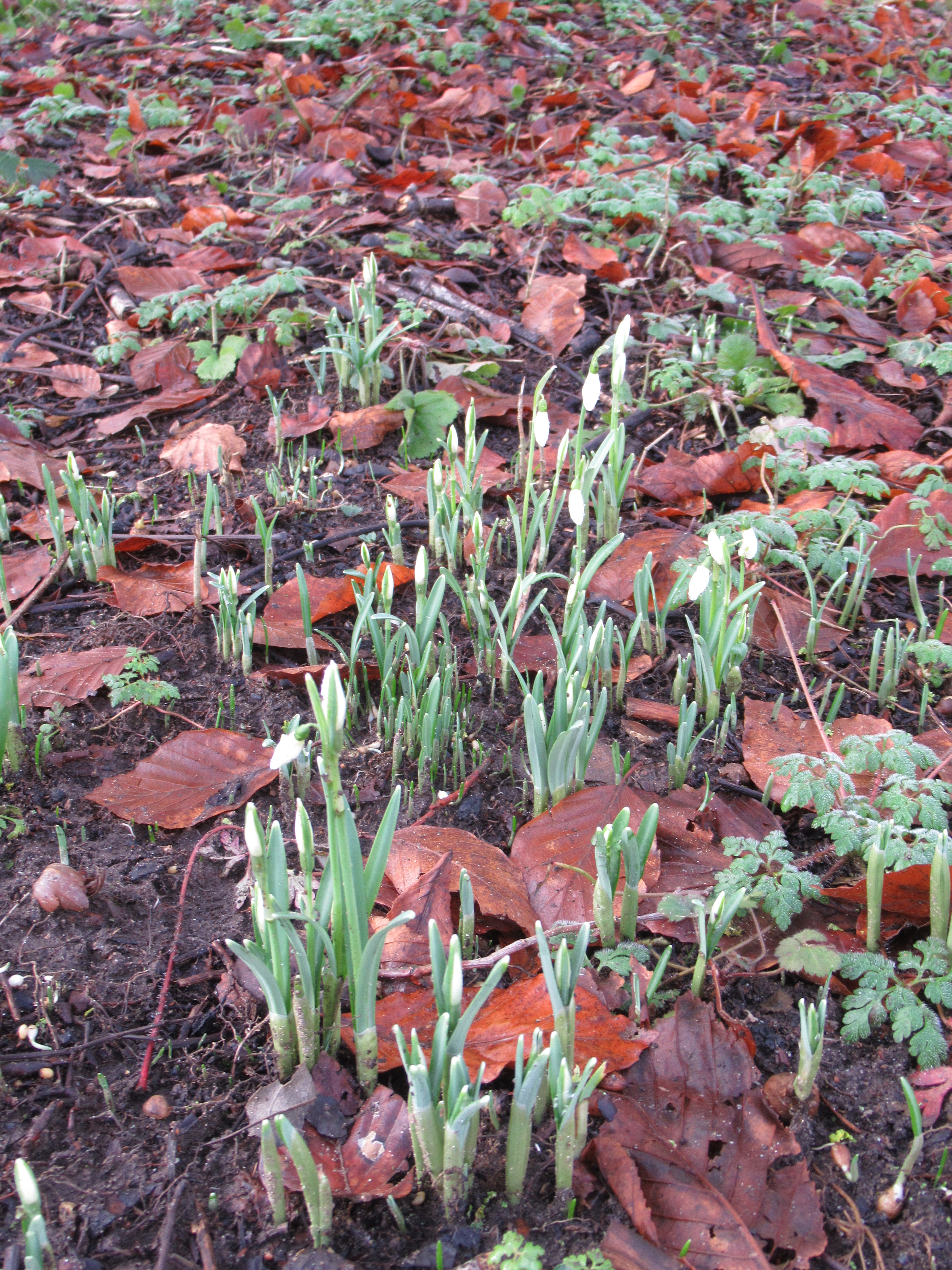 snowdrops