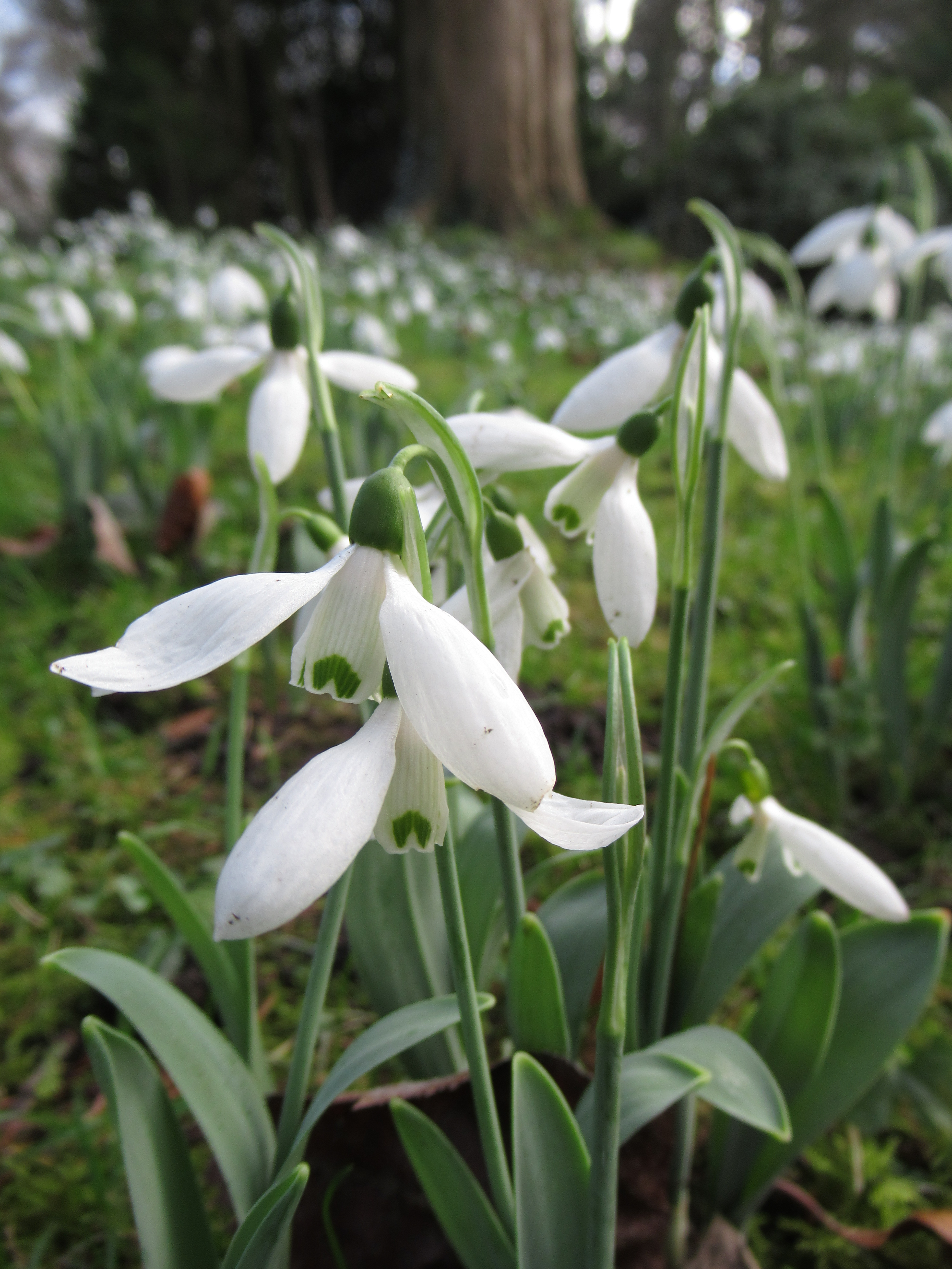 Close up of cultivated snowdrop