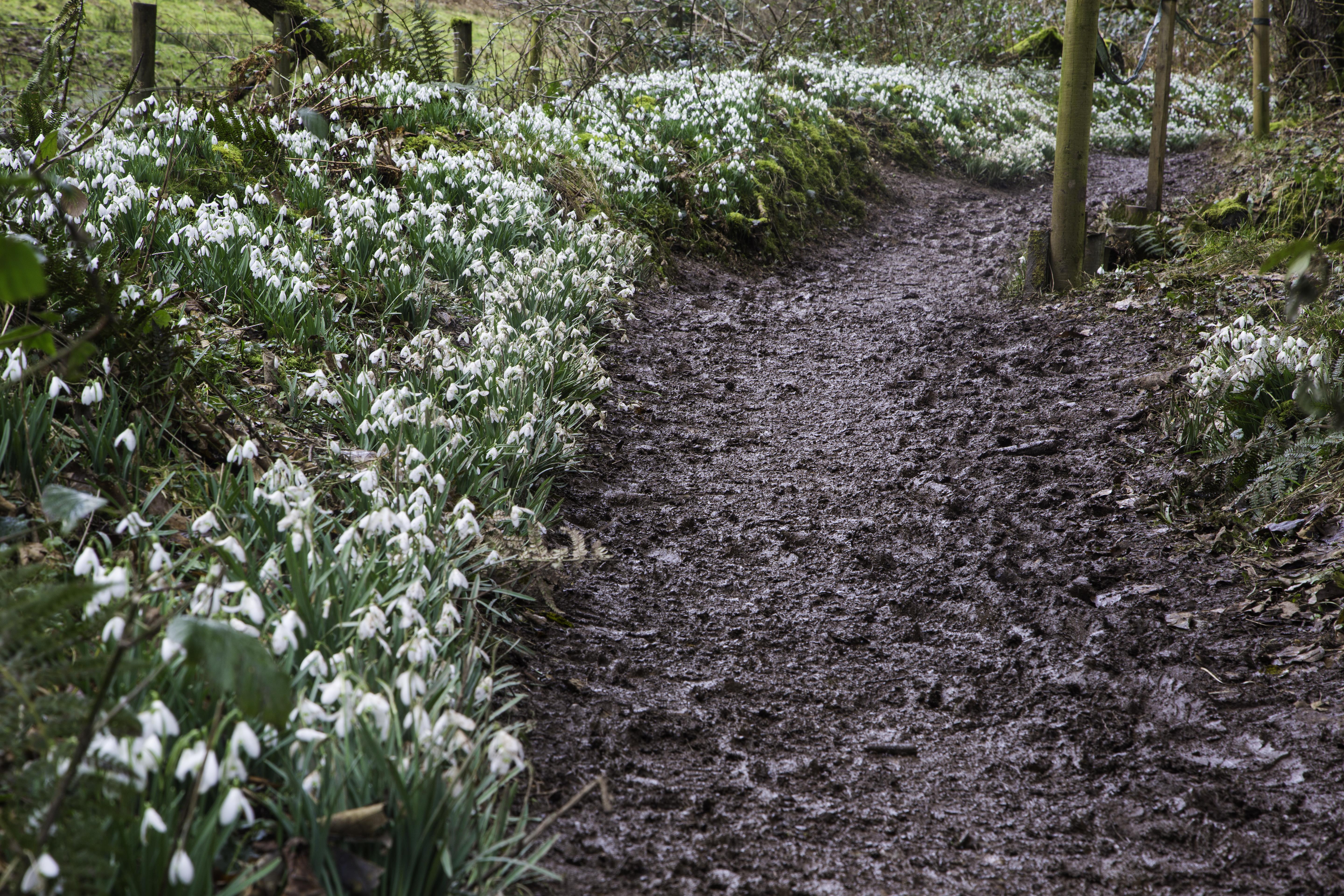 Snowdrops along a path