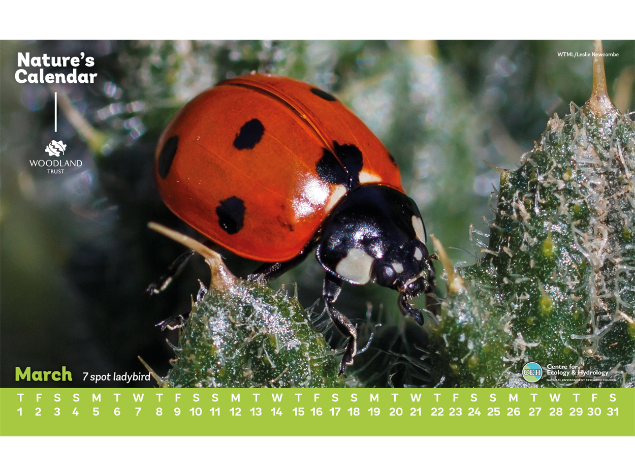 Ladybird calendar