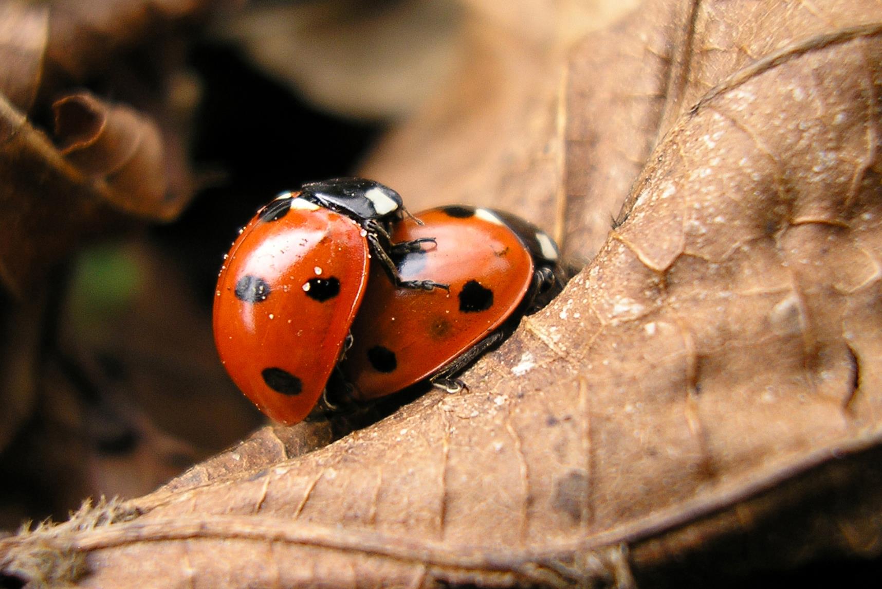 ladybirds mating