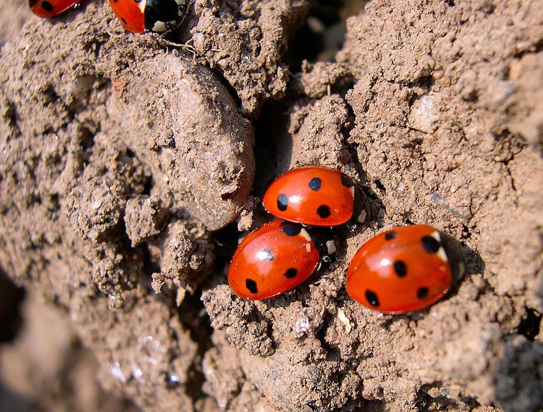 Ladybirds