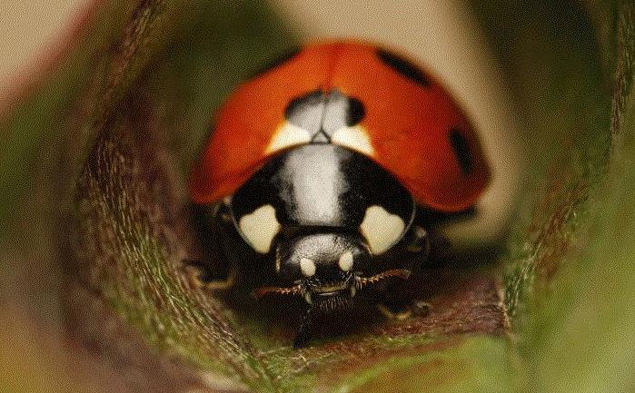 ladybird closeup