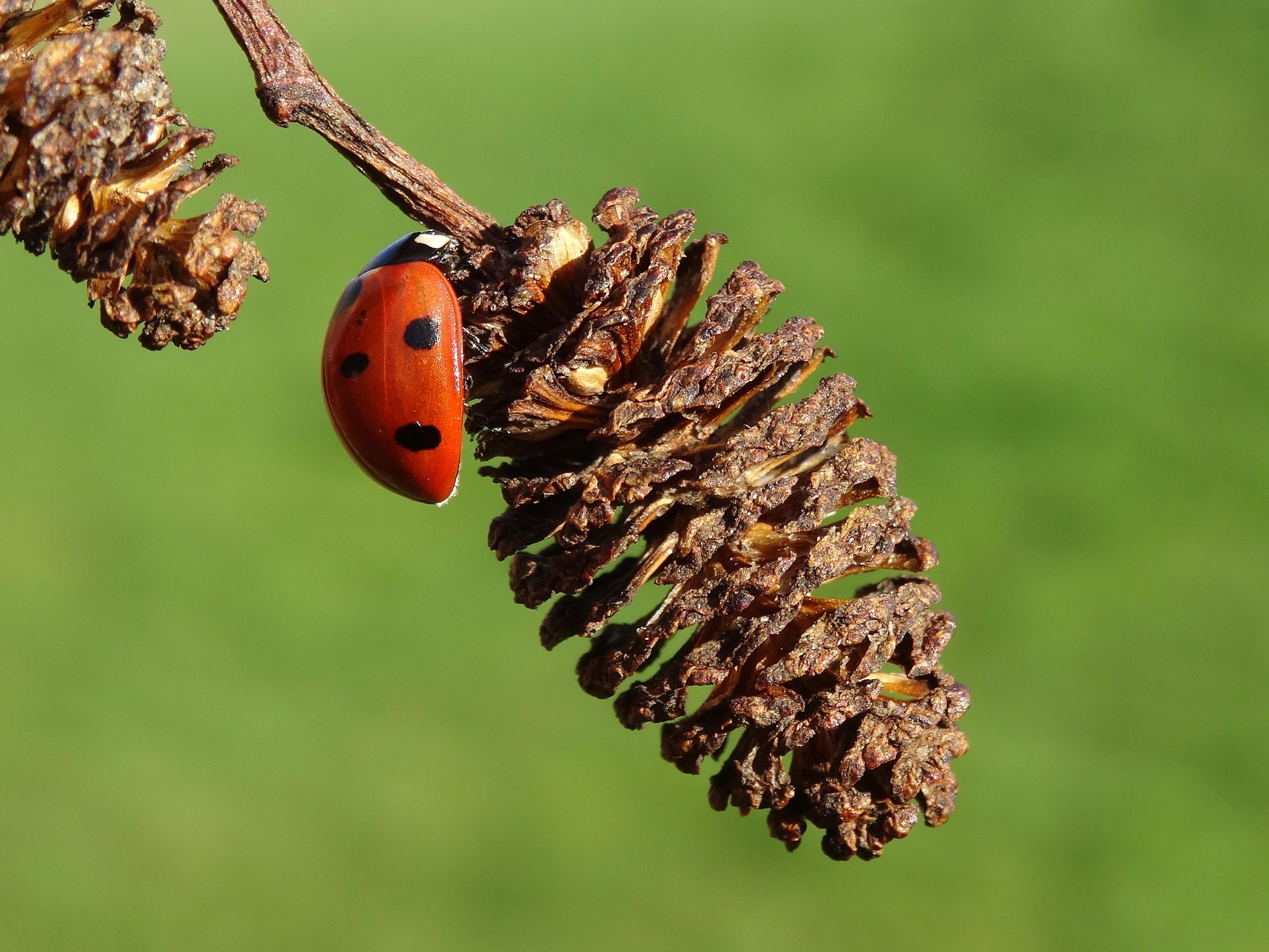 ladybird on an alder cone