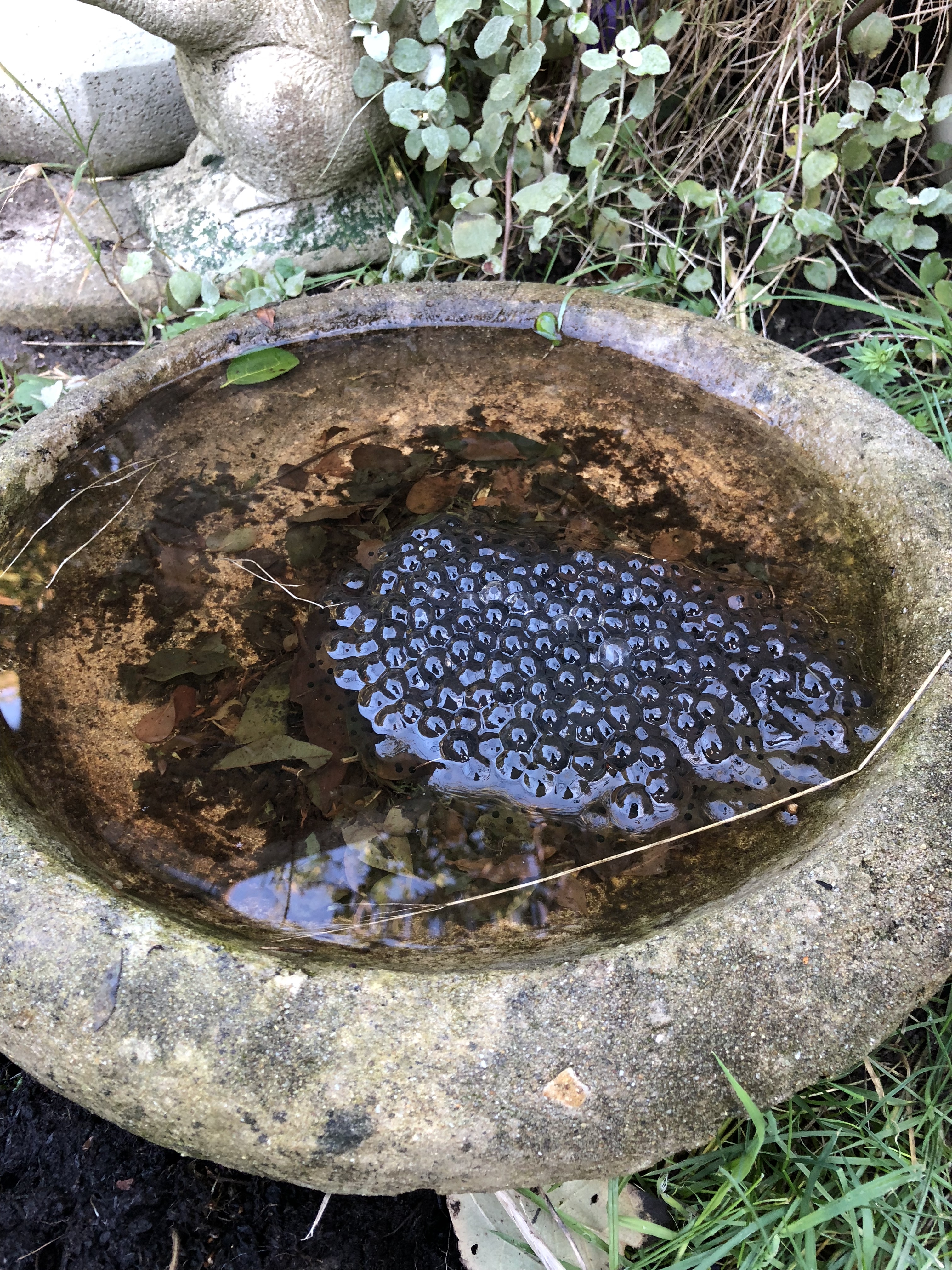 Frogspawn