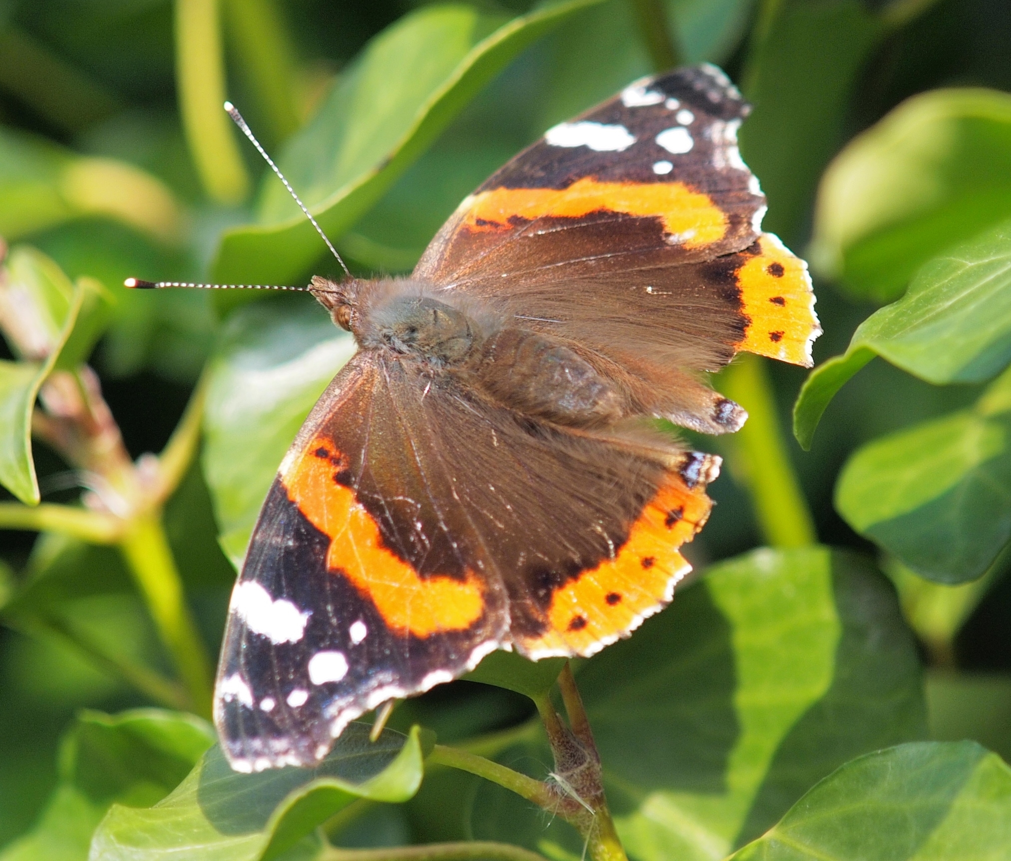 red admiral