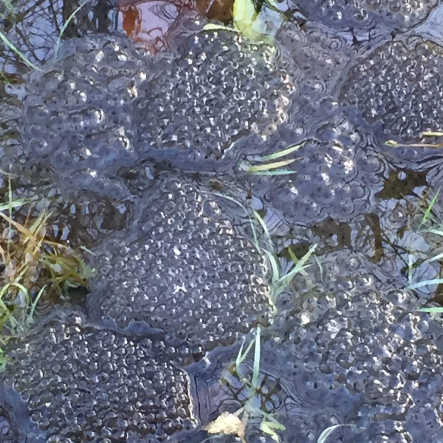 frogspawn