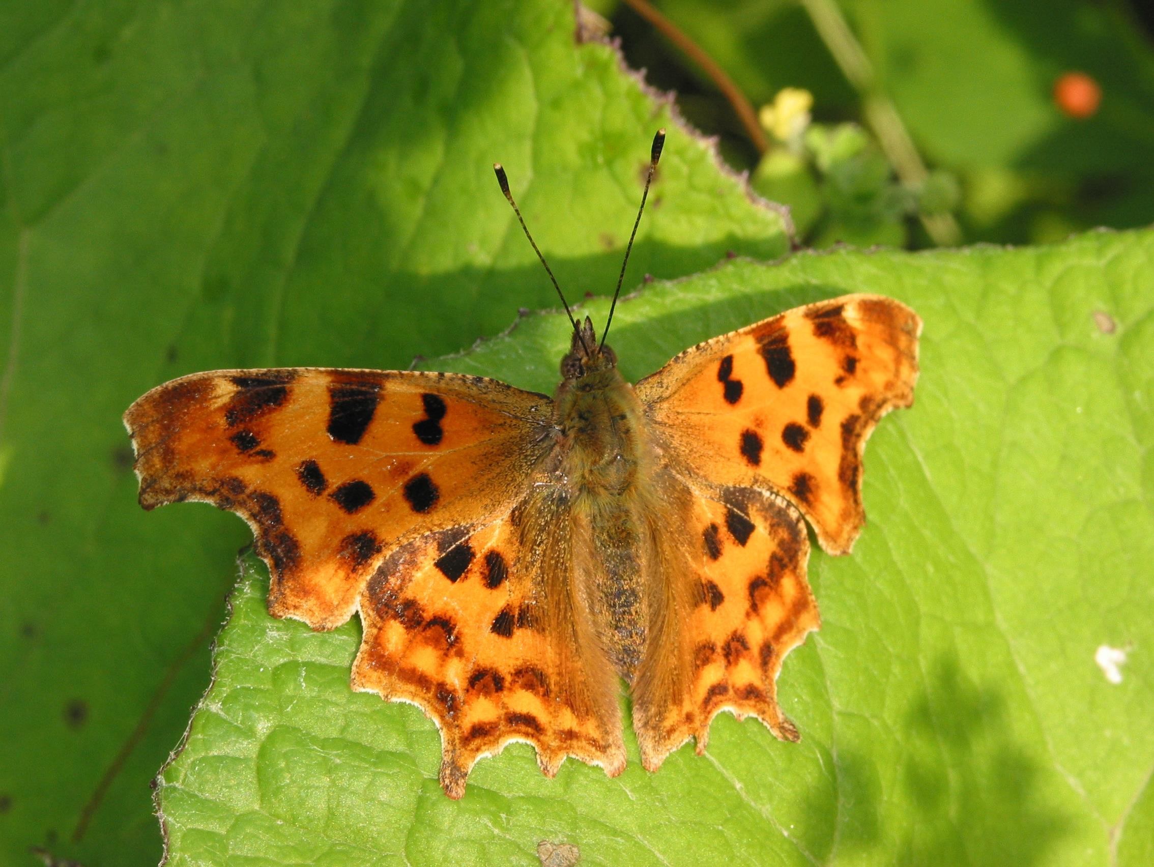 Comma