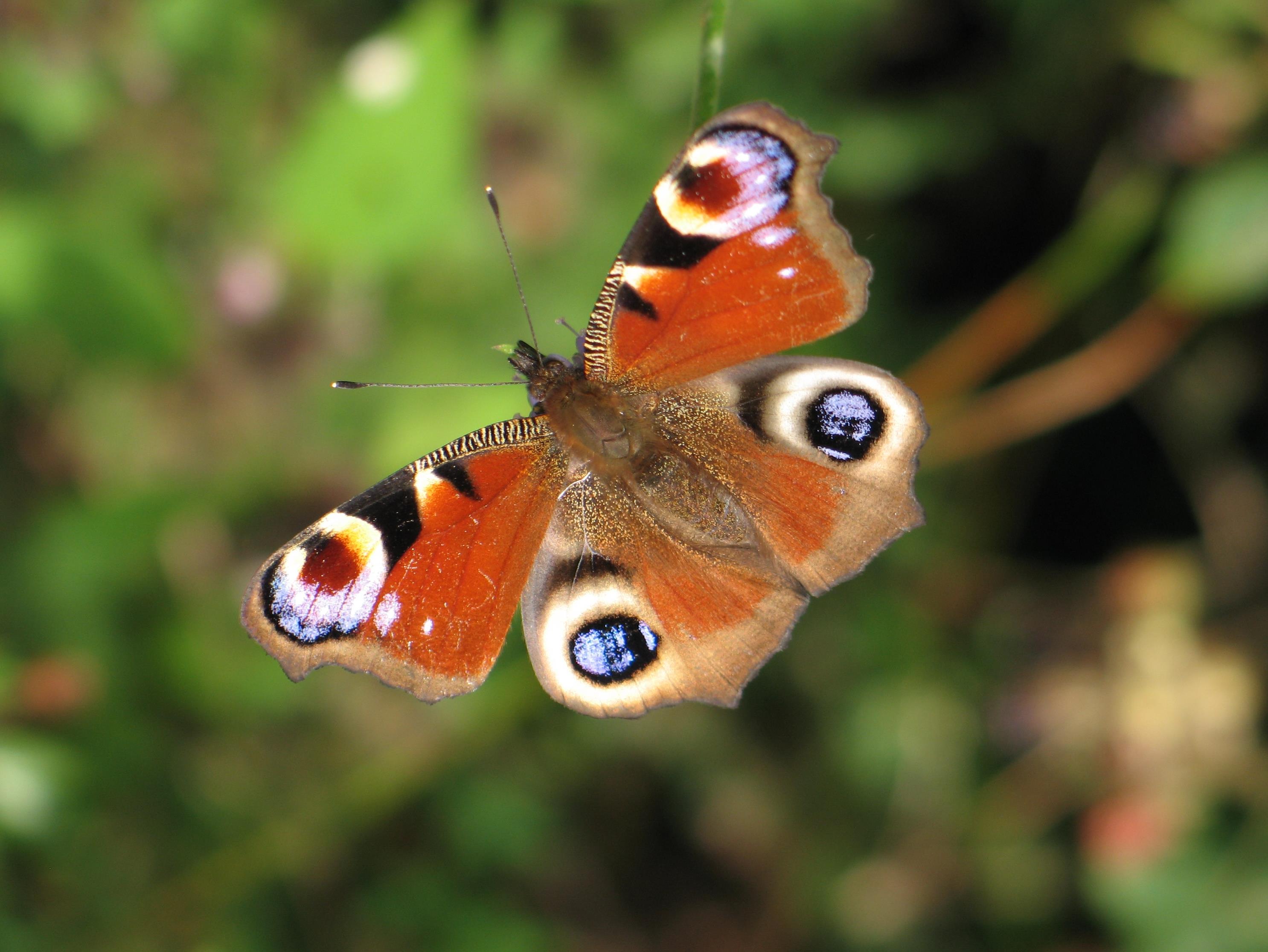 peacock butterfly