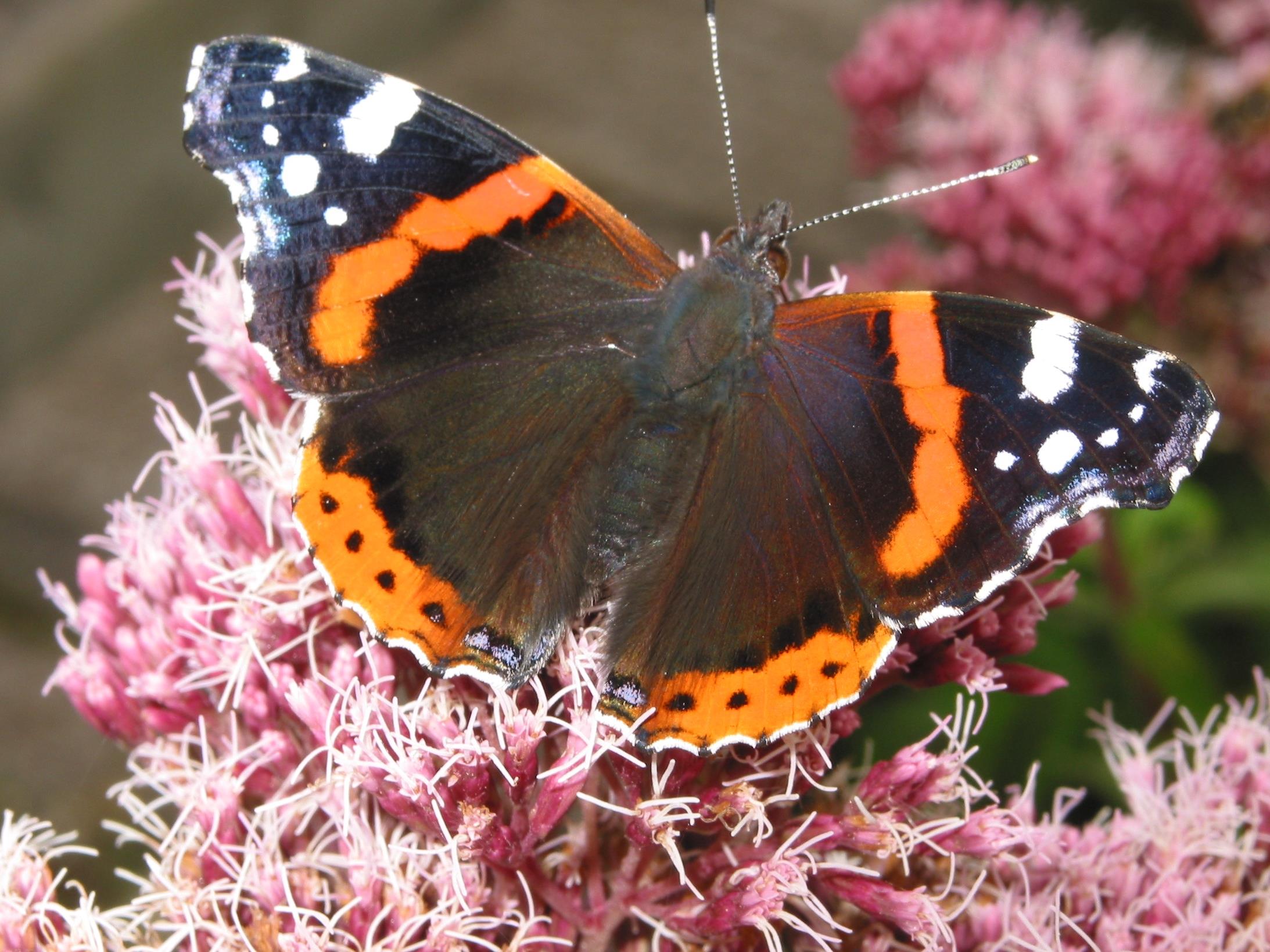 red admiral