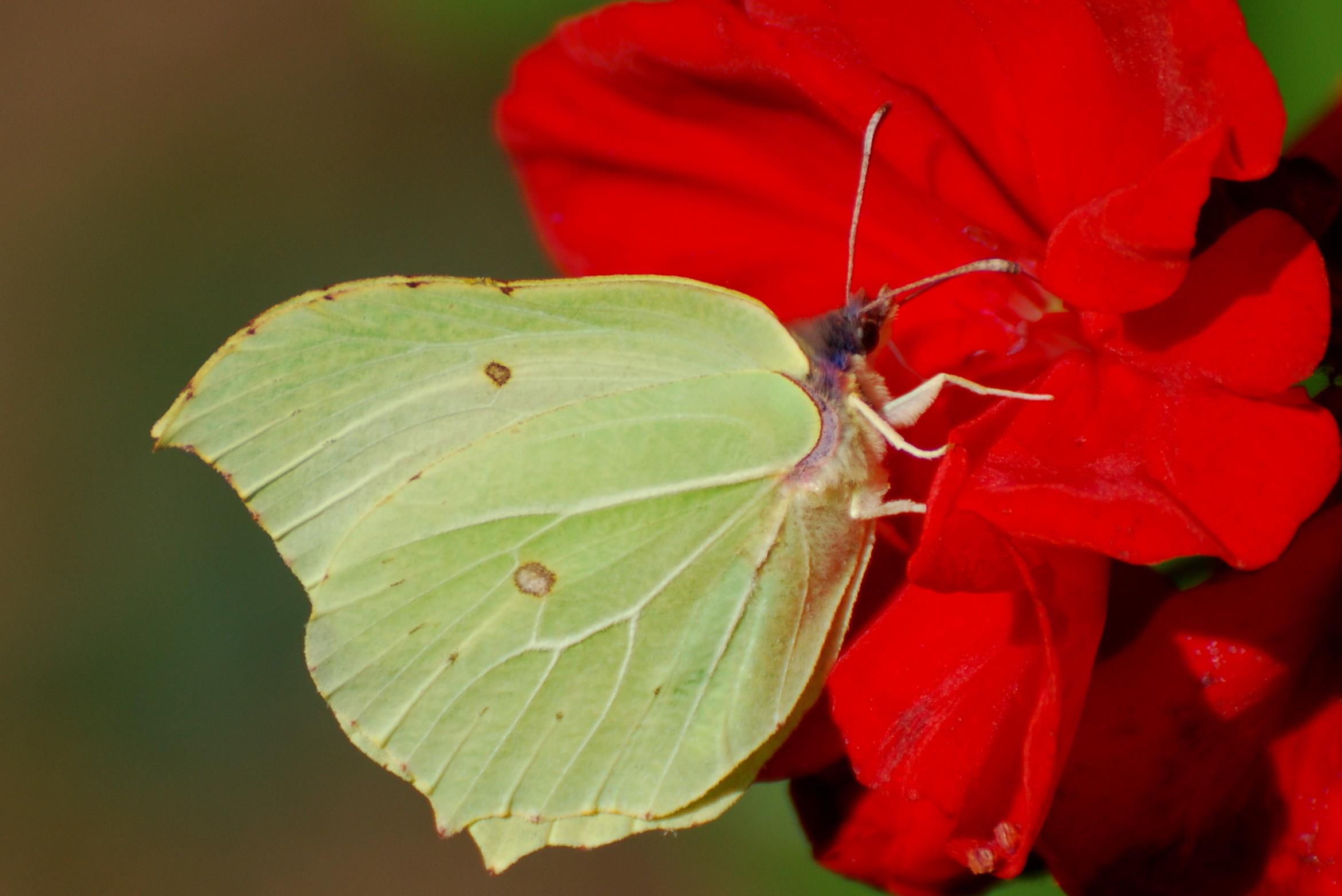 Brimstone butterfly