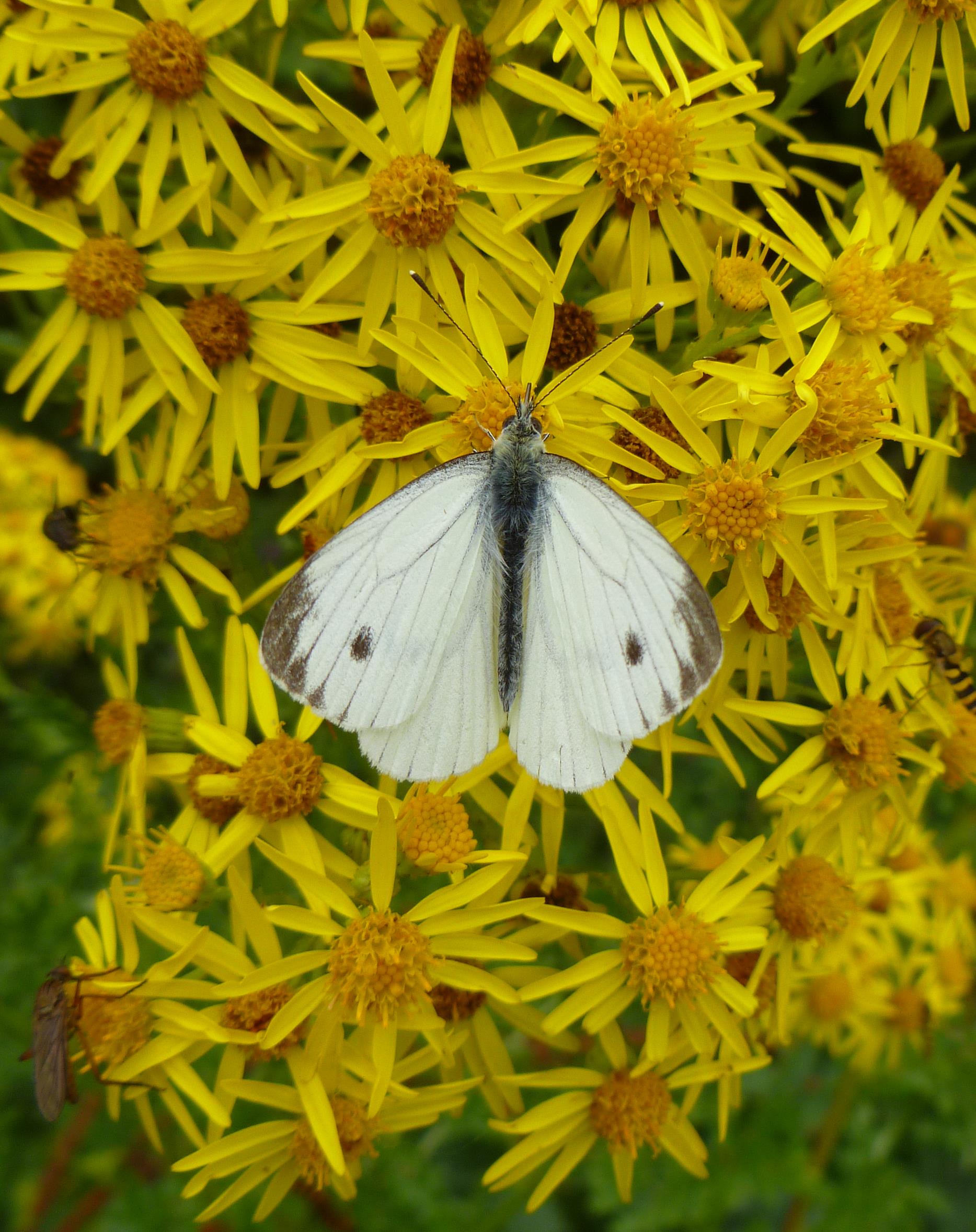 small white