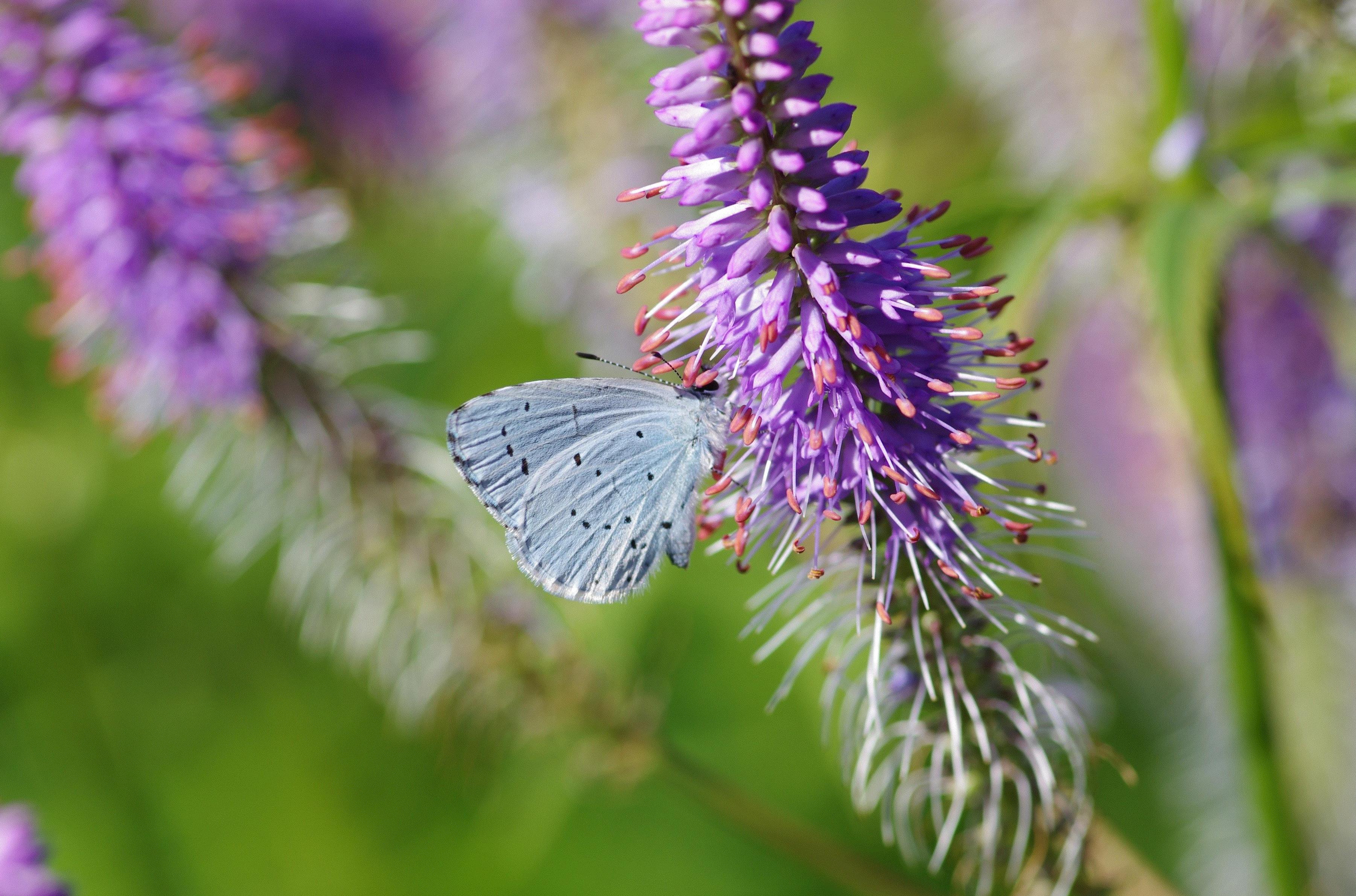Holly blue
