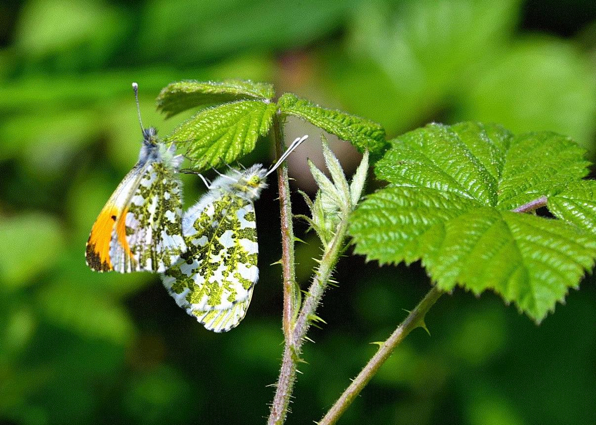 orange tip