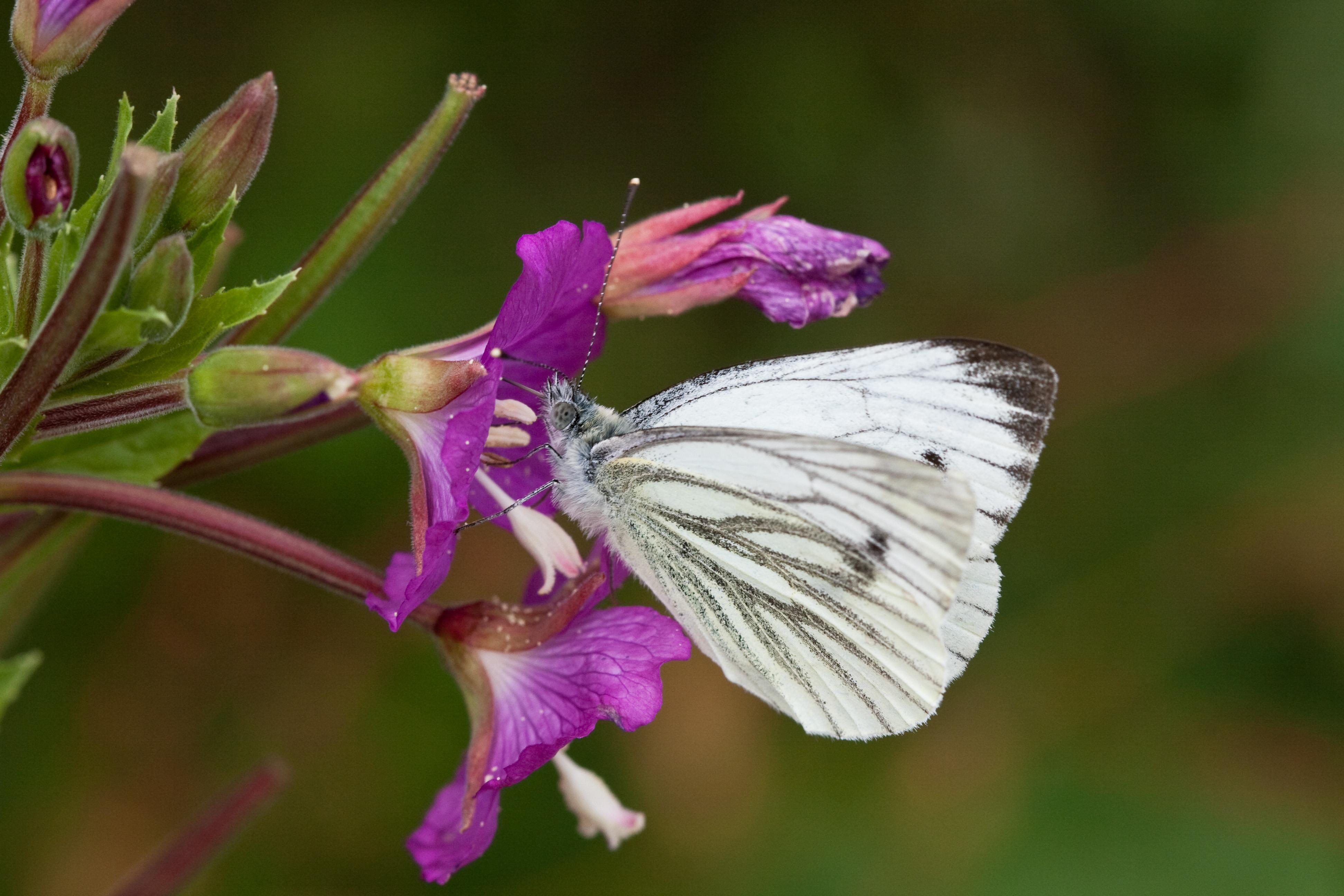 Green veined white
