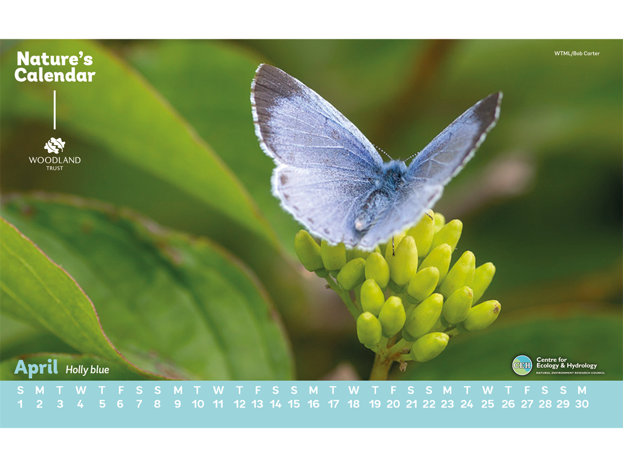 holly blue desktop calendar
