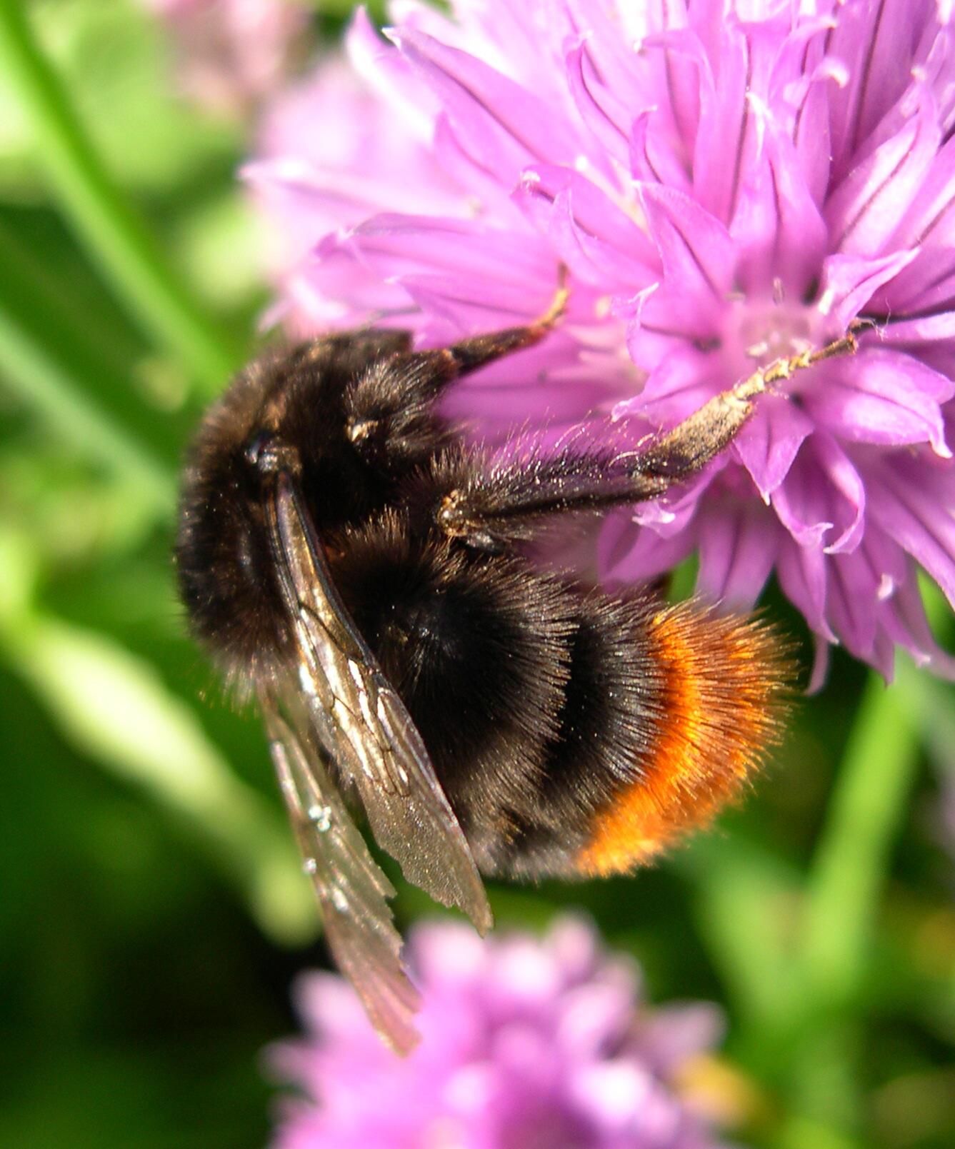 Red tailed bumble bee