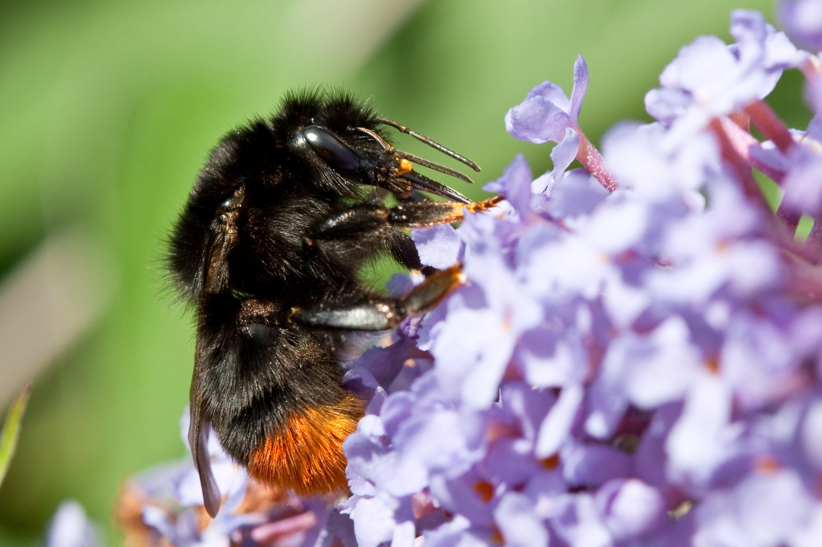 red-tailed bumblebee