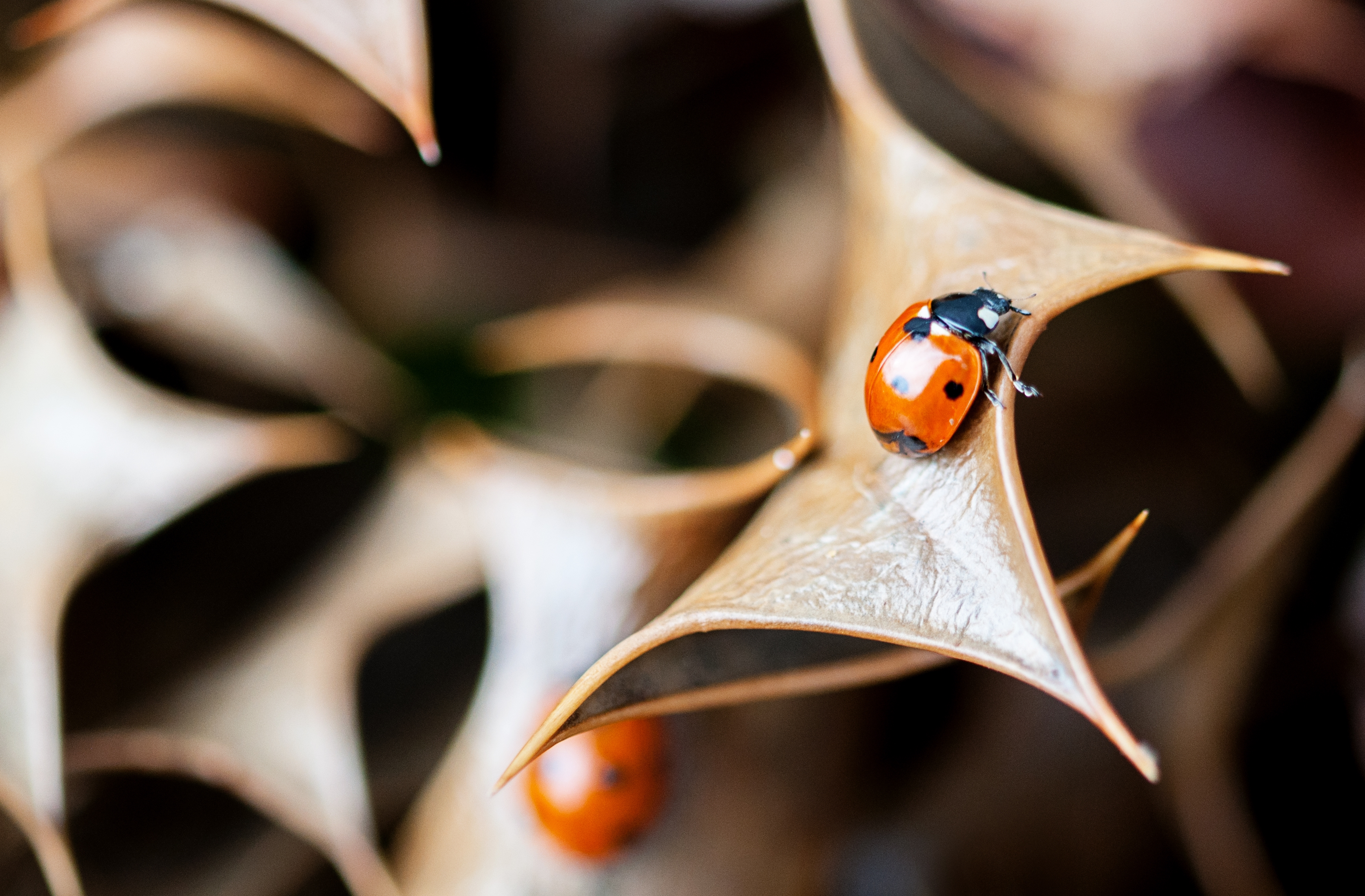 Ladybirds