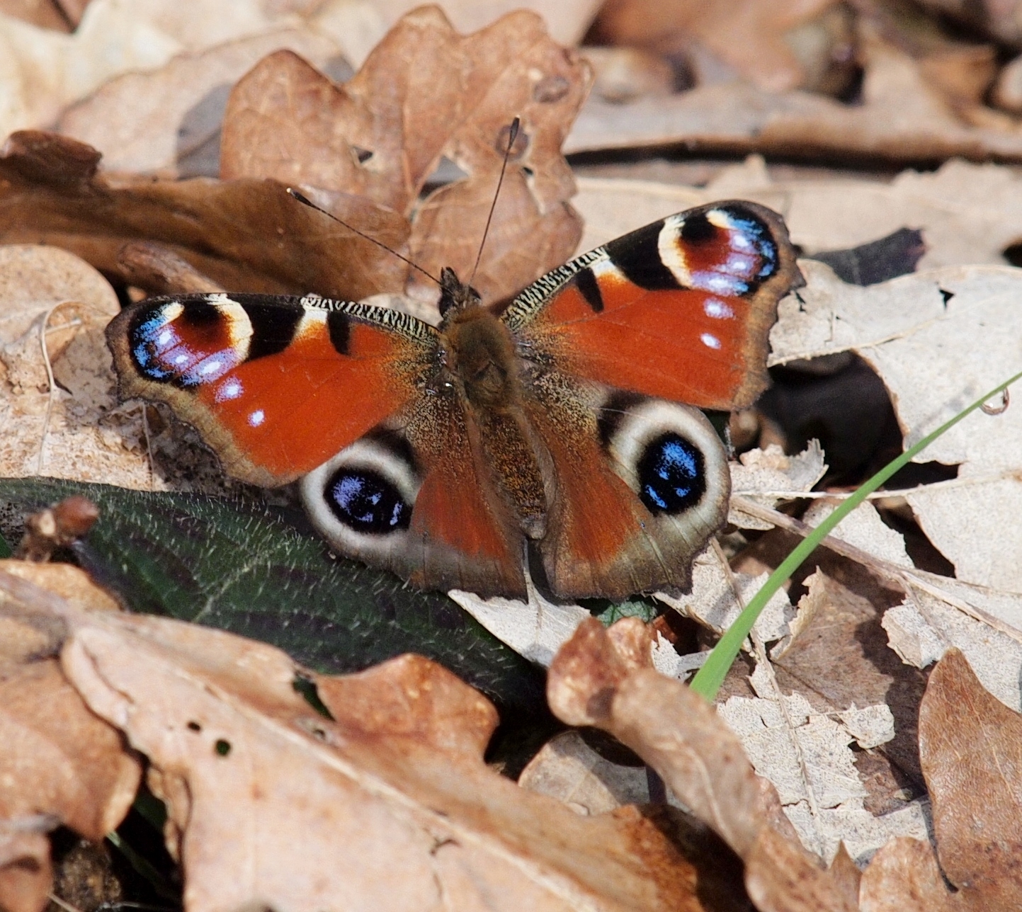 Peacock butterfly