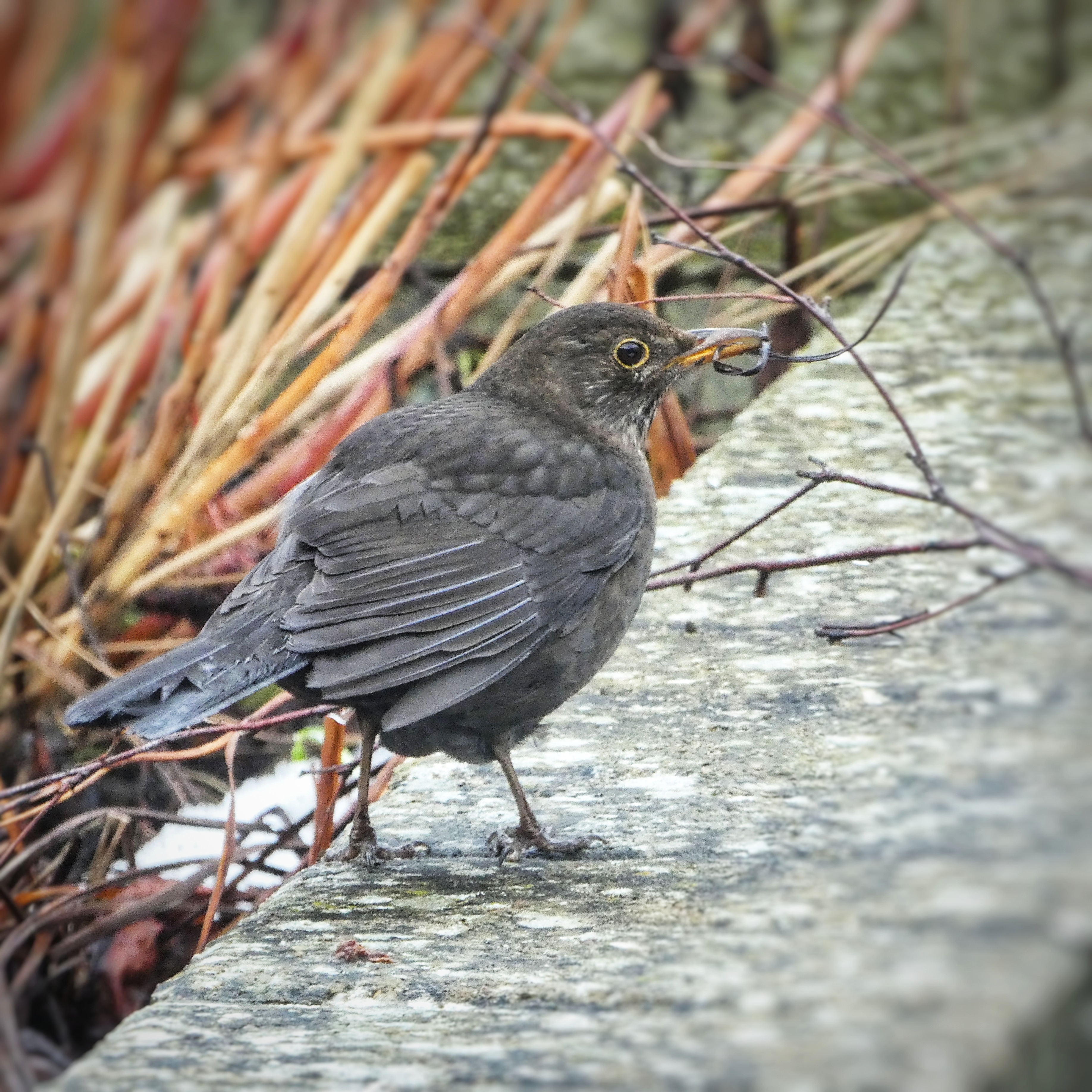 Blackbird gathering nesting materials