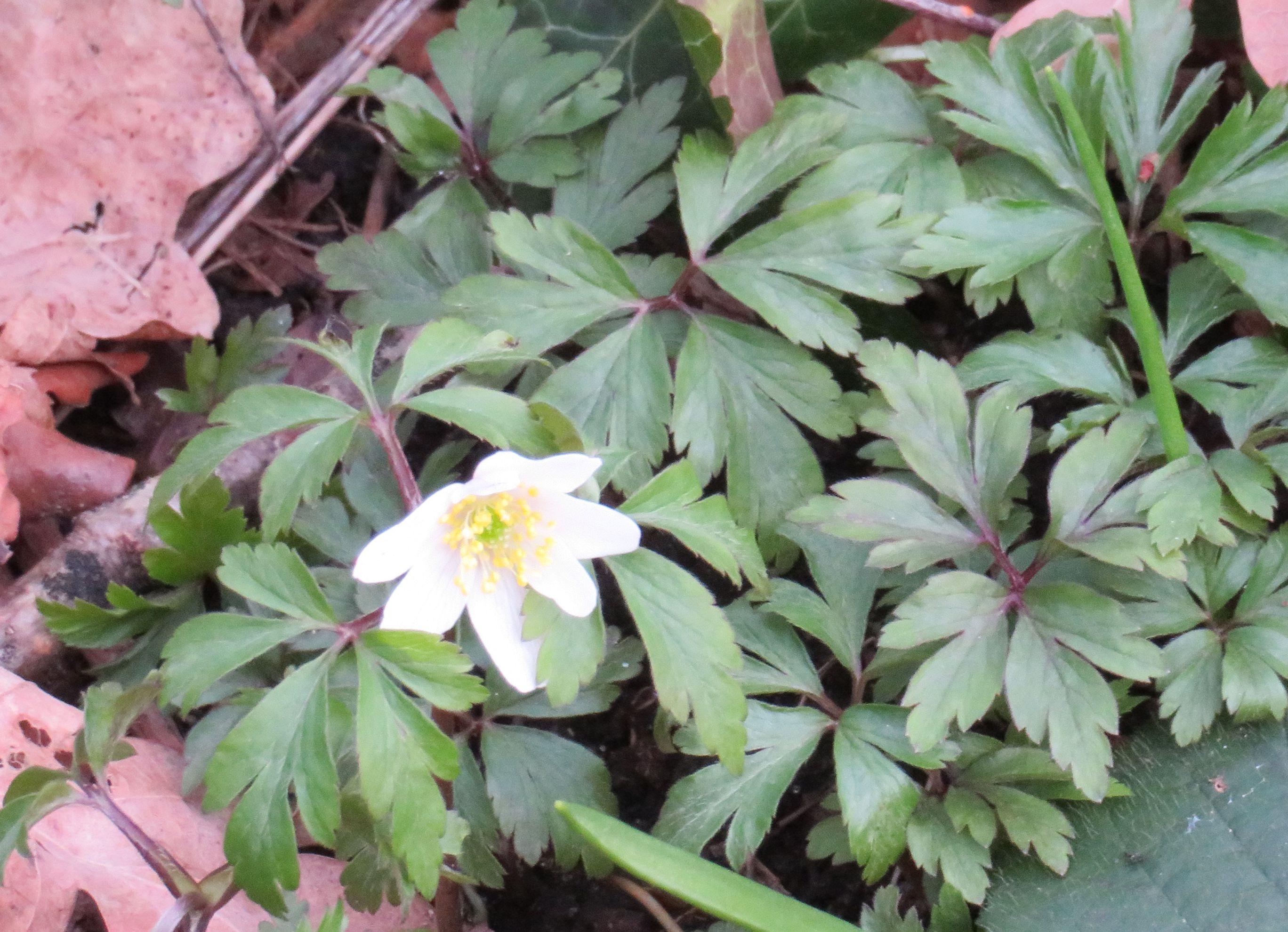Wood anemone