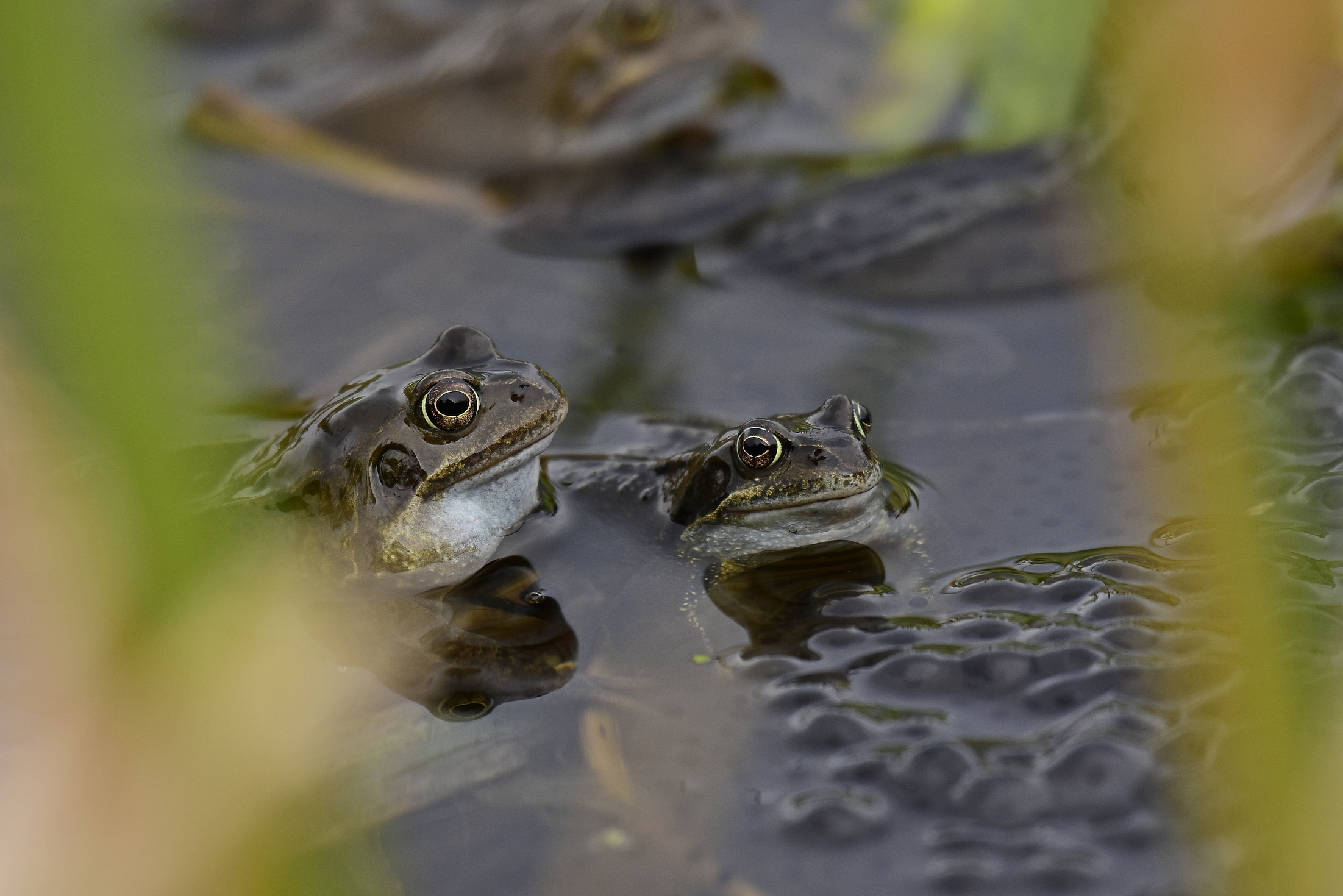 Two frogs with their spawn