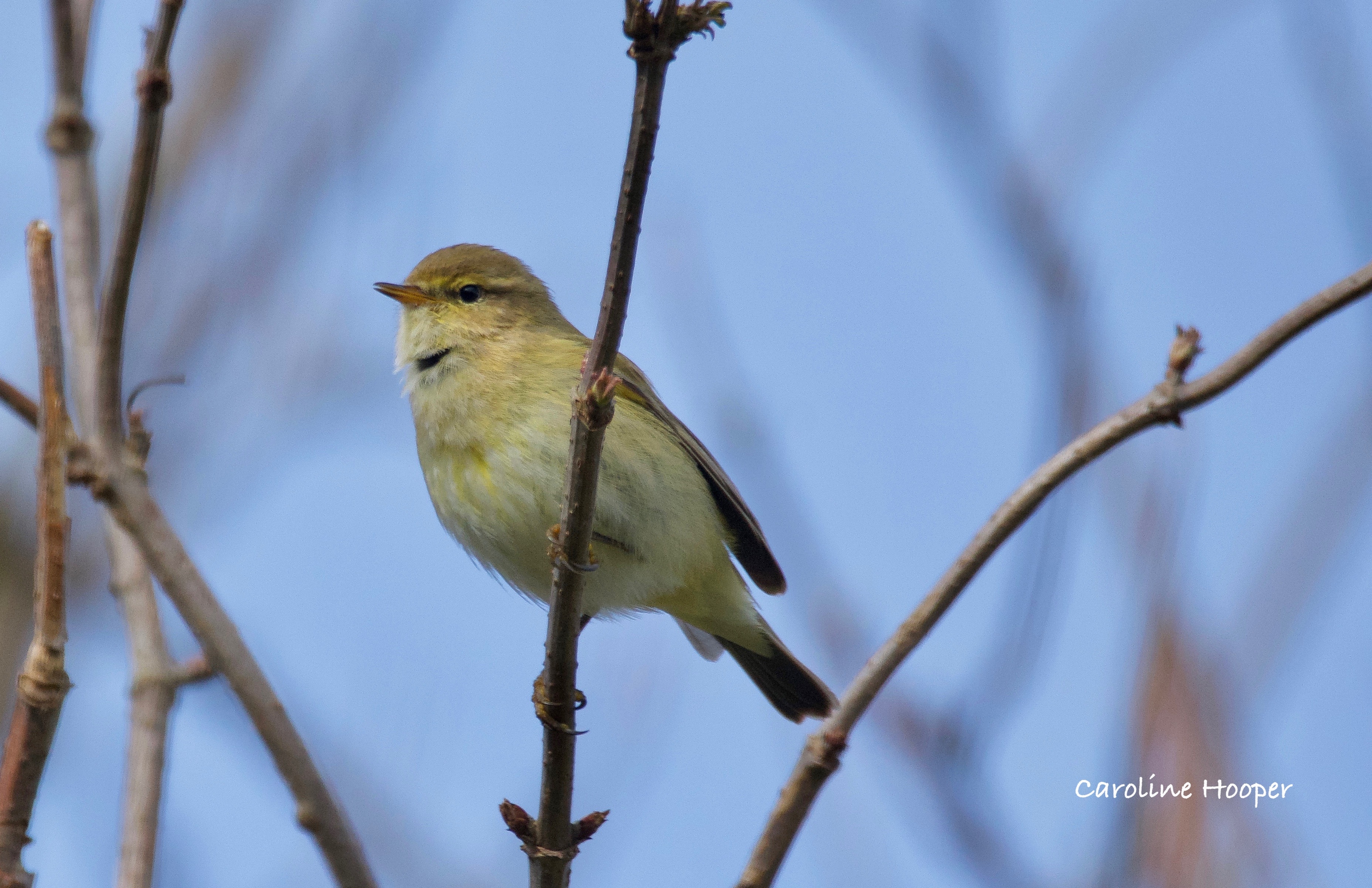 Chiffchaff