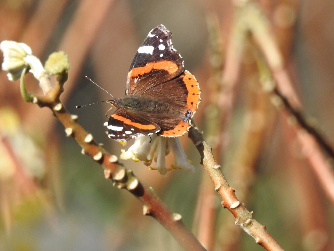 red admiral butterfly