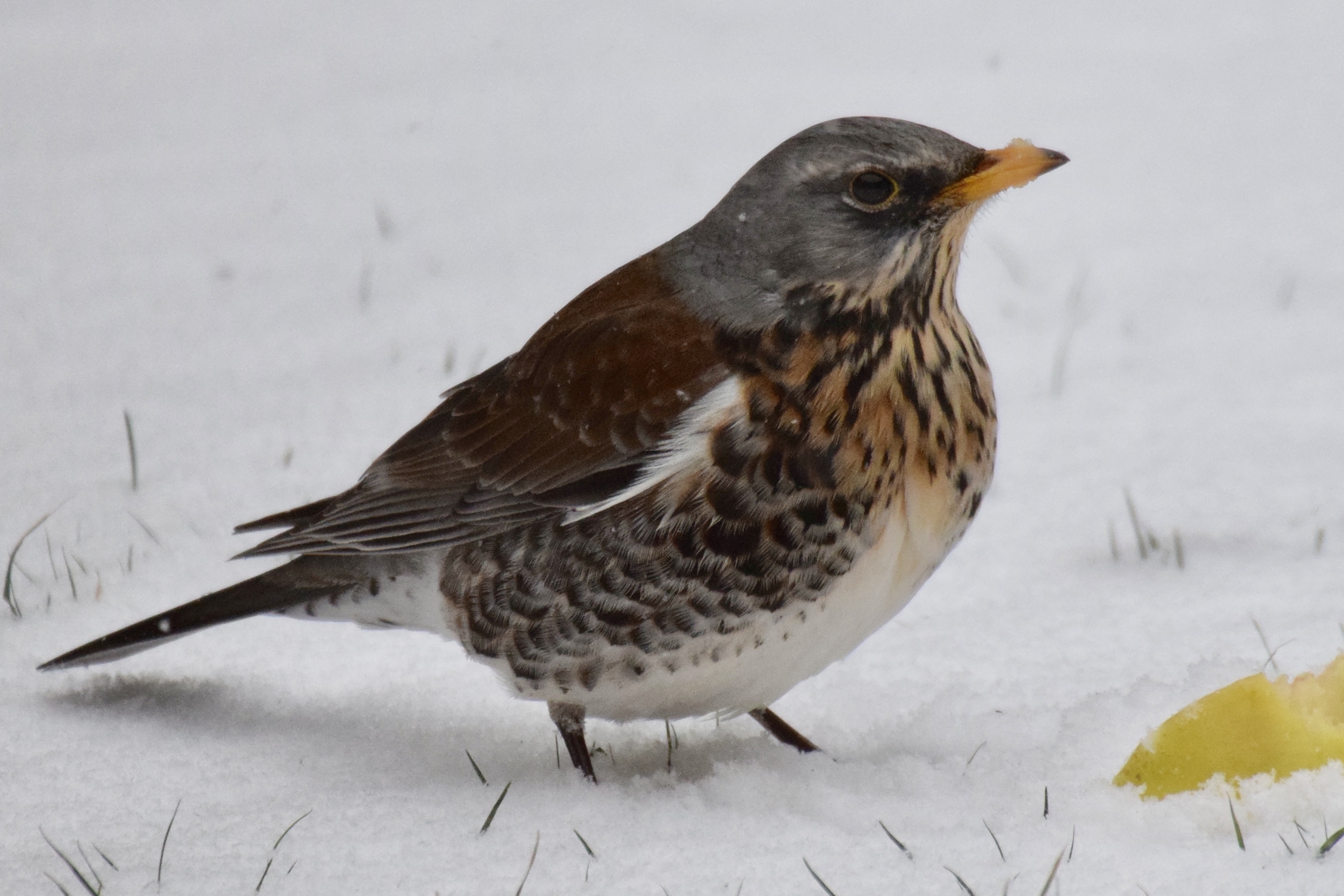 Fieldfare