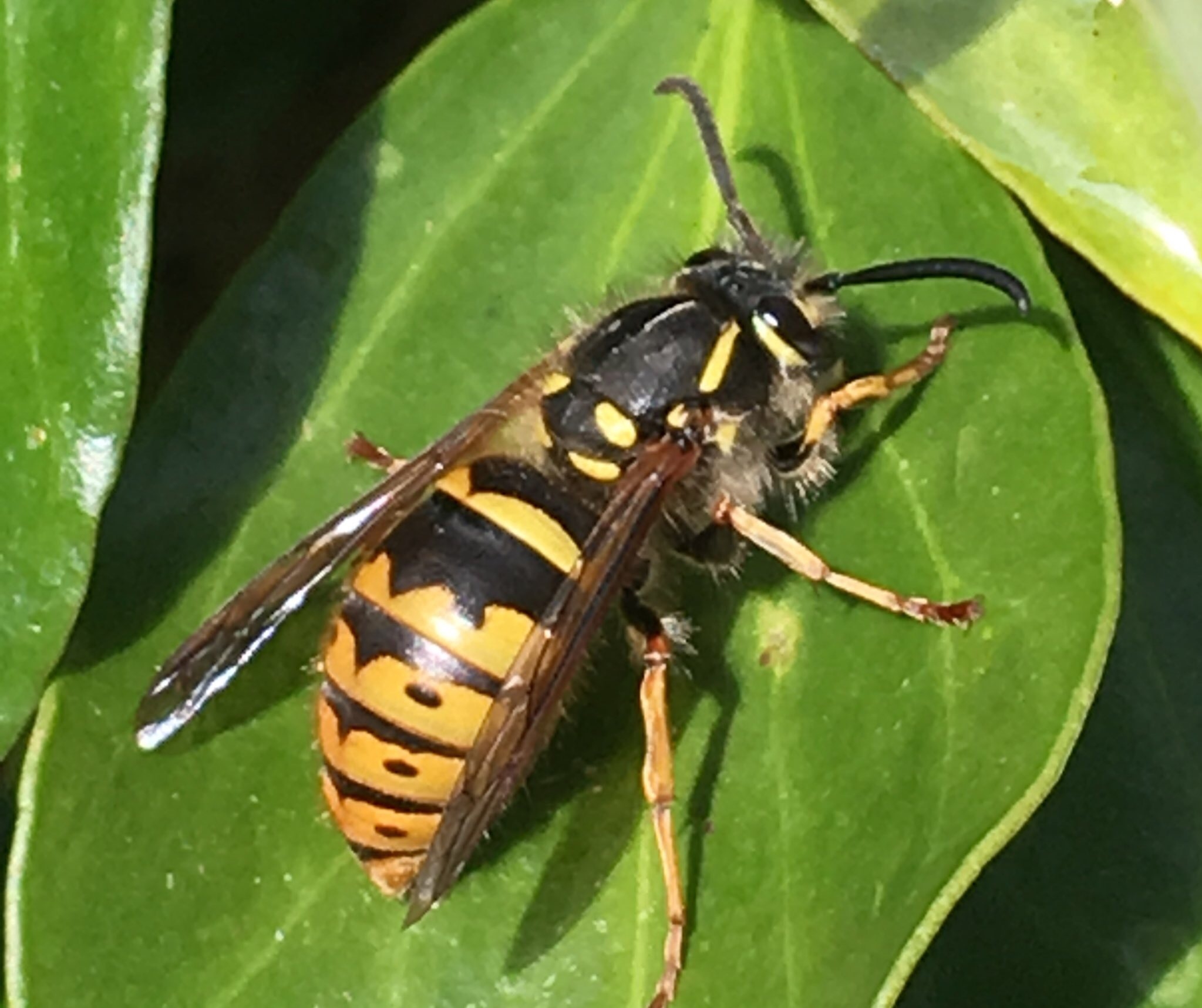 Queen wasp