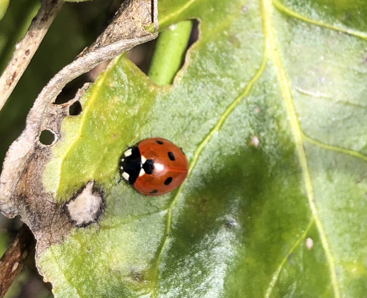 Ladybird
