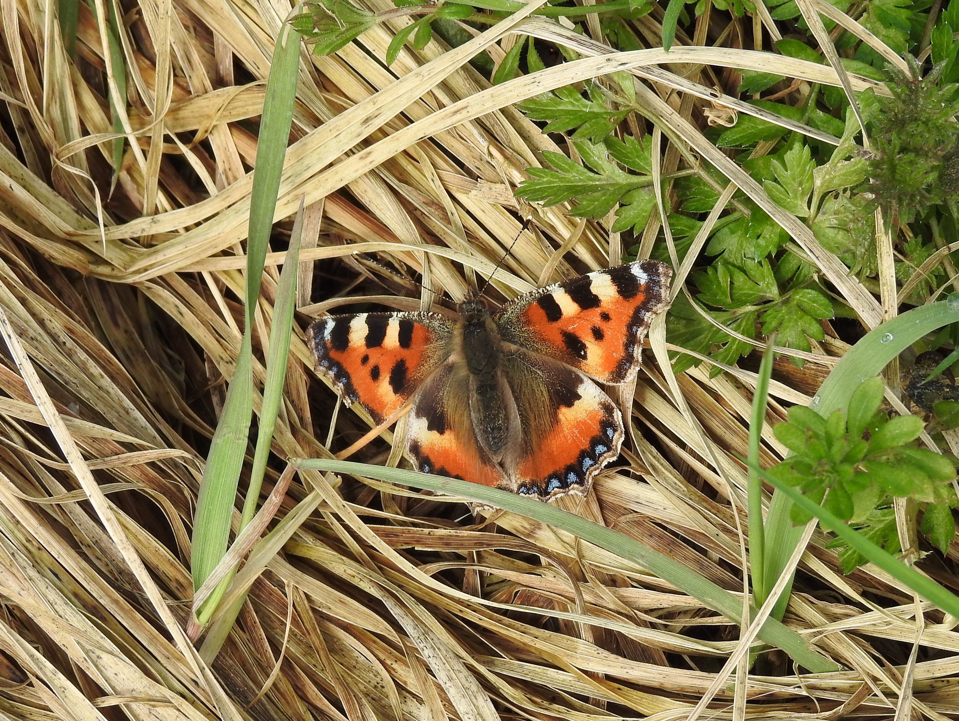 Small tortoiseshell
